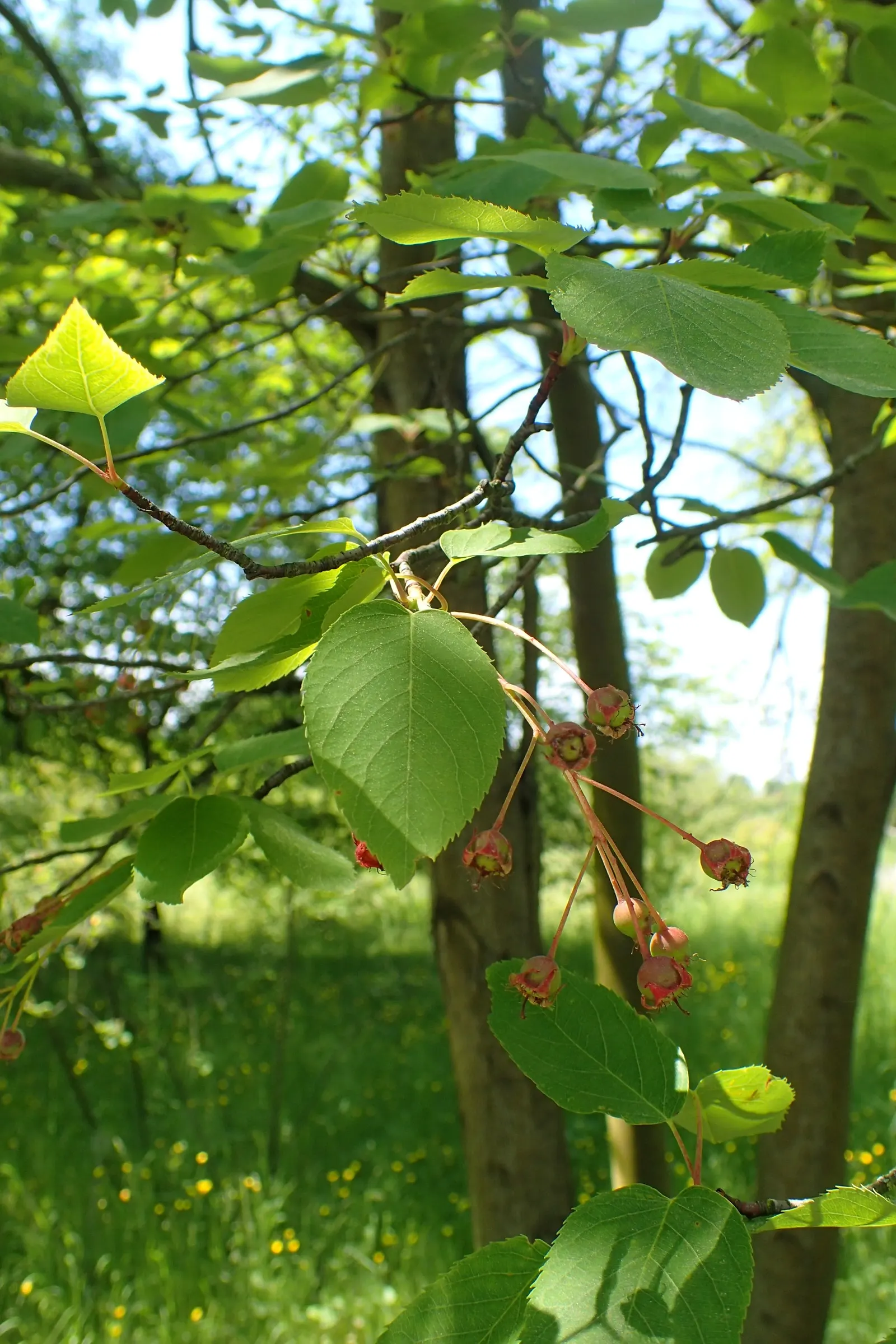 Allegheny Serviceberry (Amelanchier Laevis) — is a highly desirable deciduous shrub or small tree for garden landscapes