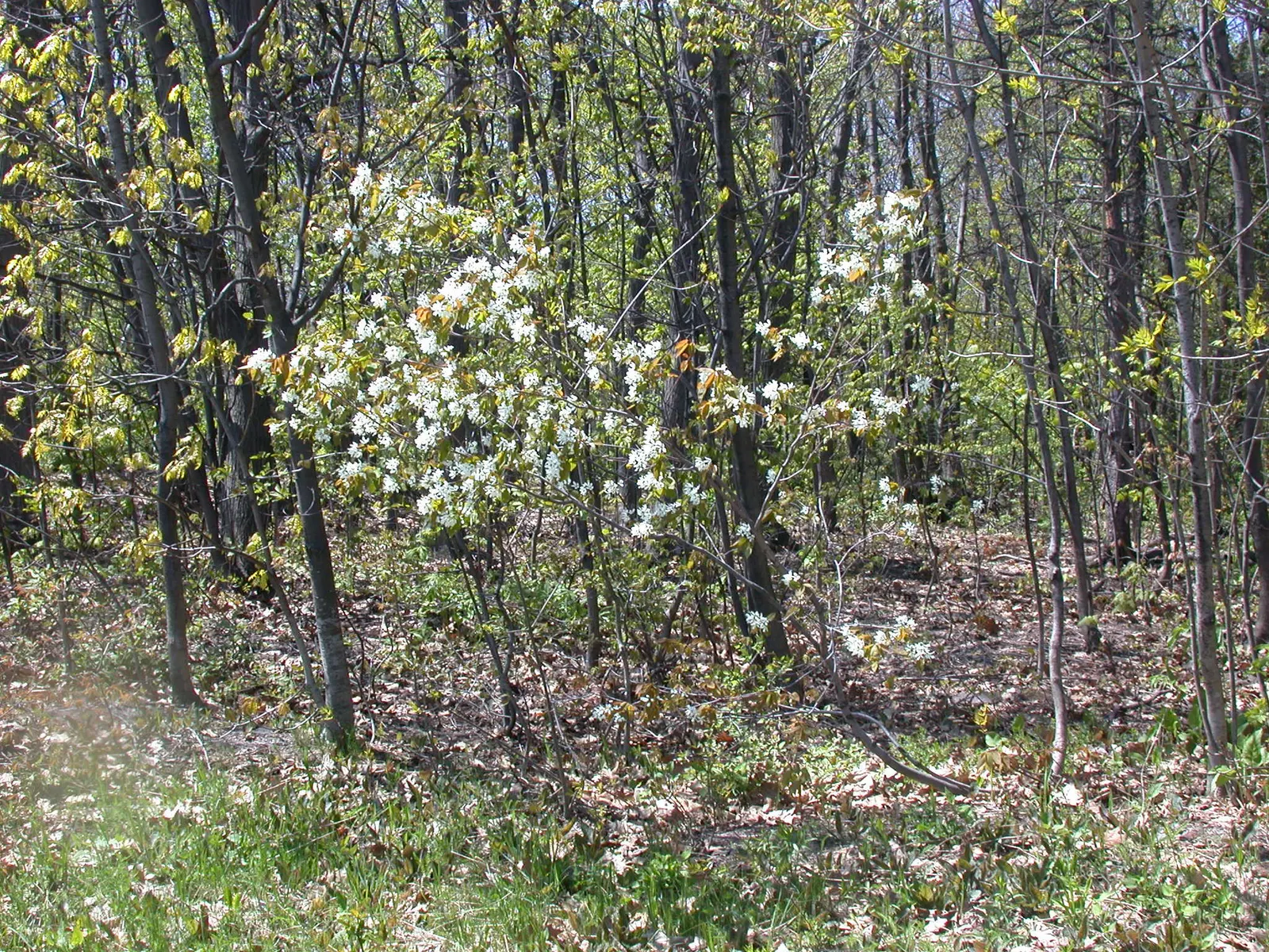 Allegheny Serviceberry (Amelanchier Laevis) — primarily for shape or to remove any dead or damaged wood