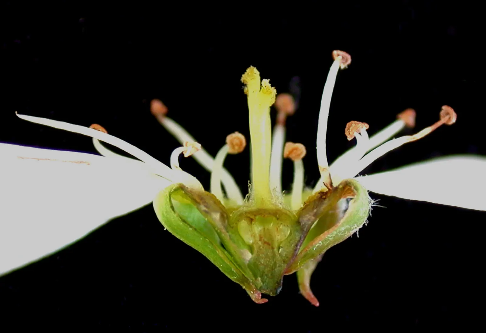 Allegheny Serviceberry (Amelanchier Laevis) — These are relished by birds and can be used in jellies and pies; typically about 3/4 to 1 inch in diameter