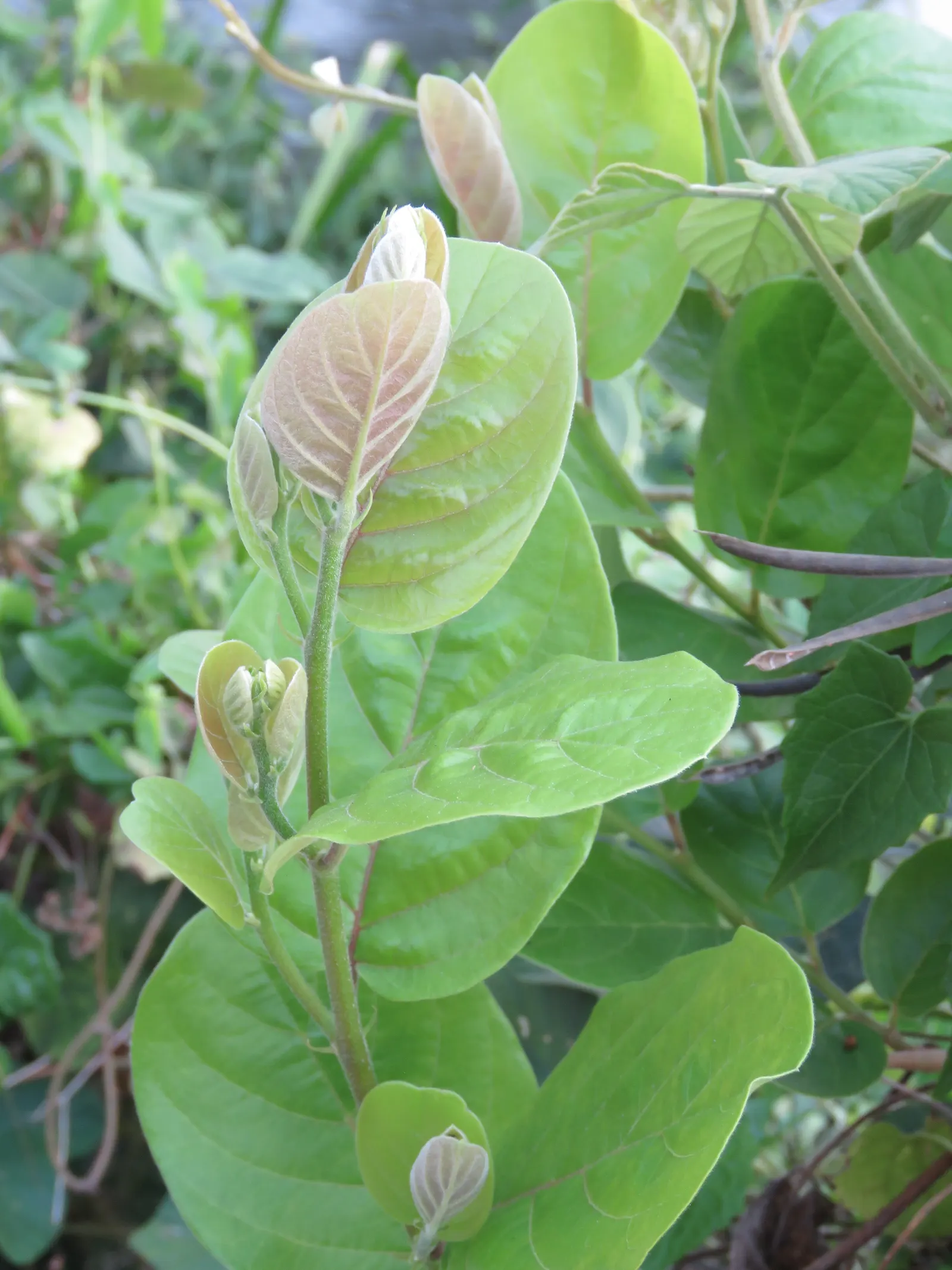 Allegheny Serviceberry (Amelanchier Laevis) — and striking red-orange foliage in autumn; oblong leaves of the Allegheny Serviceberry are a lustrous dark green