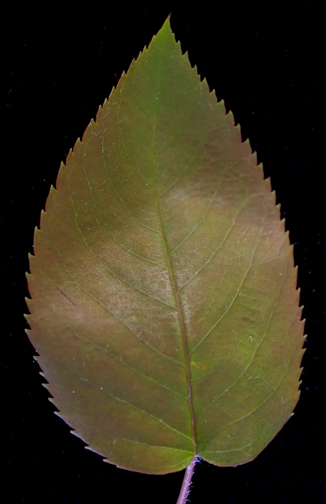 Allegheny Serviceberry (Amelanchier Laevis) — although it prefers moist