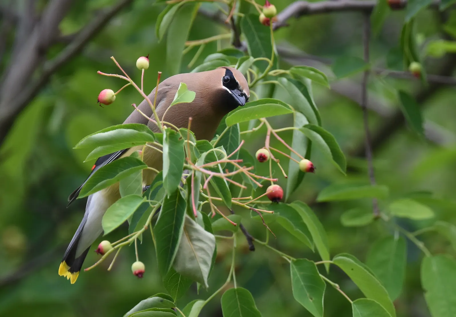 Allegheny Serviceberry (Amelanchier Laevis) — Amelanchier laevis blooms profusely in early spring; such as bees and butterflies.<br><br>Following flowering