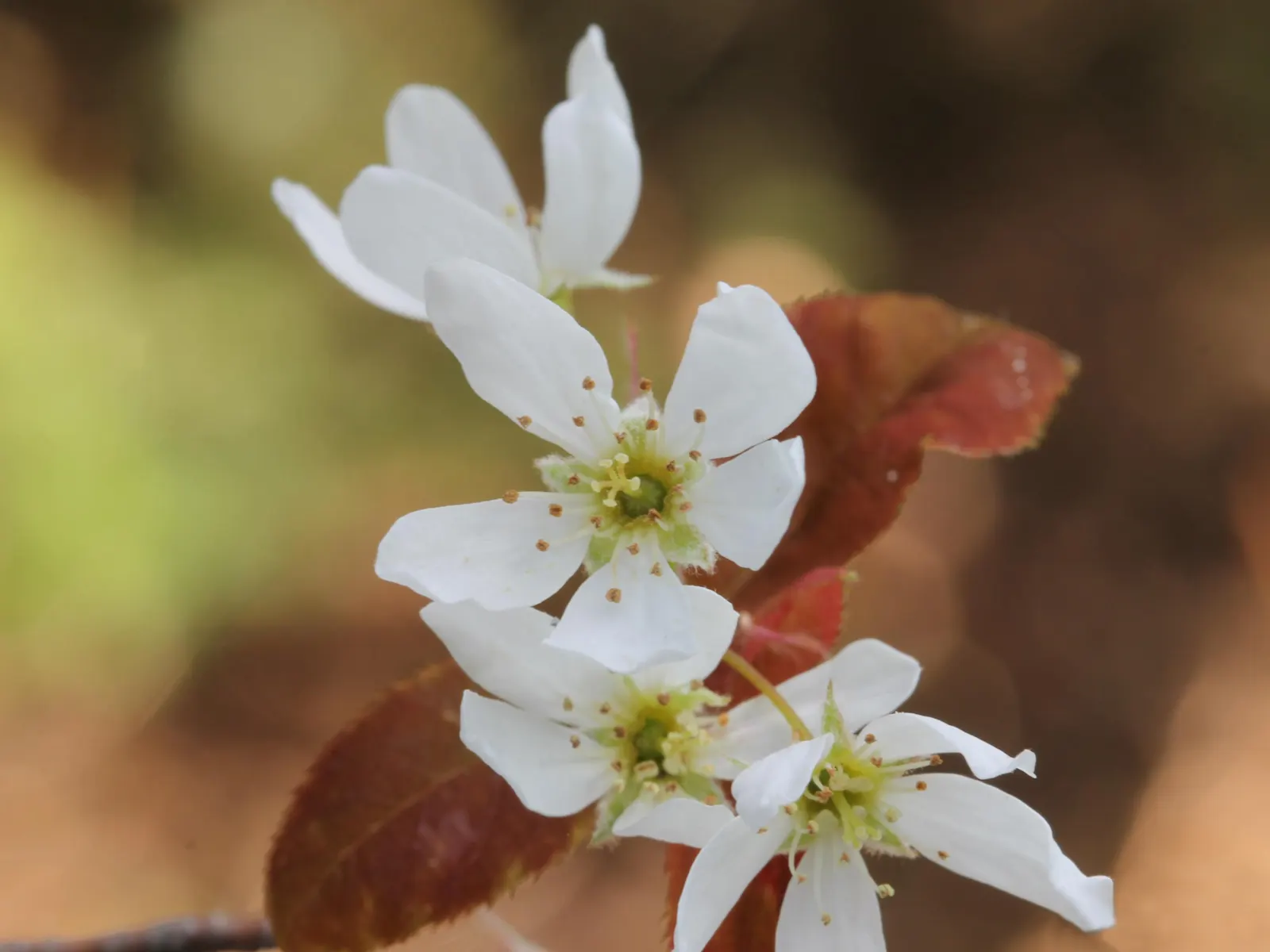 Allegheny Serviceberry (Amelanchier Laevis) — The five-petaled star-shaped flowers are a soft white hue