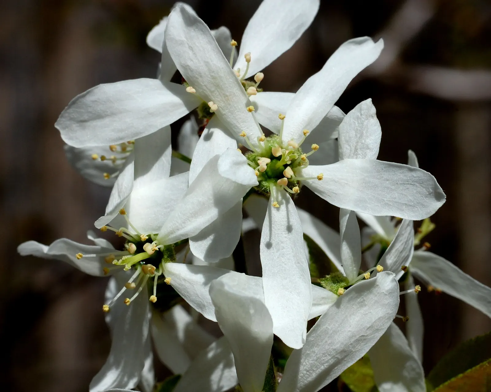 Allegheny Serviceberry (Amelanchier Laevis) — making it a versatile choice for landscapes; is a highly desirable deciduous shrub or small tree for garden