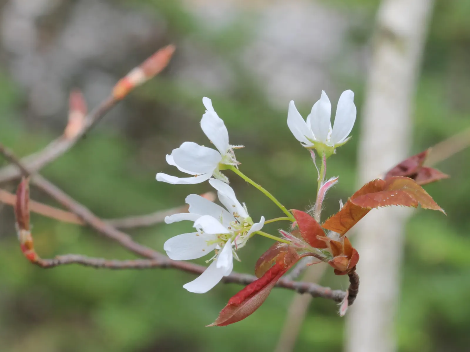 Allegheny Serviceberry (Amelanchier Laevis) — reaching a mature height of about 15 to 25 feet with a similar spread