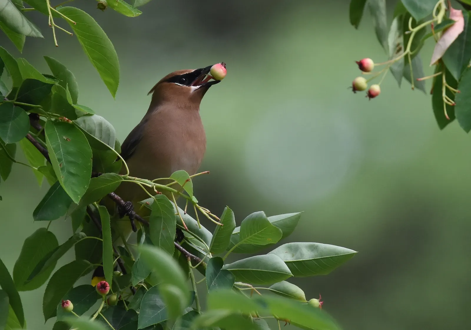 Allegheny Serviceberry (Amelanchier Laevis) — it requires minimal pruning
