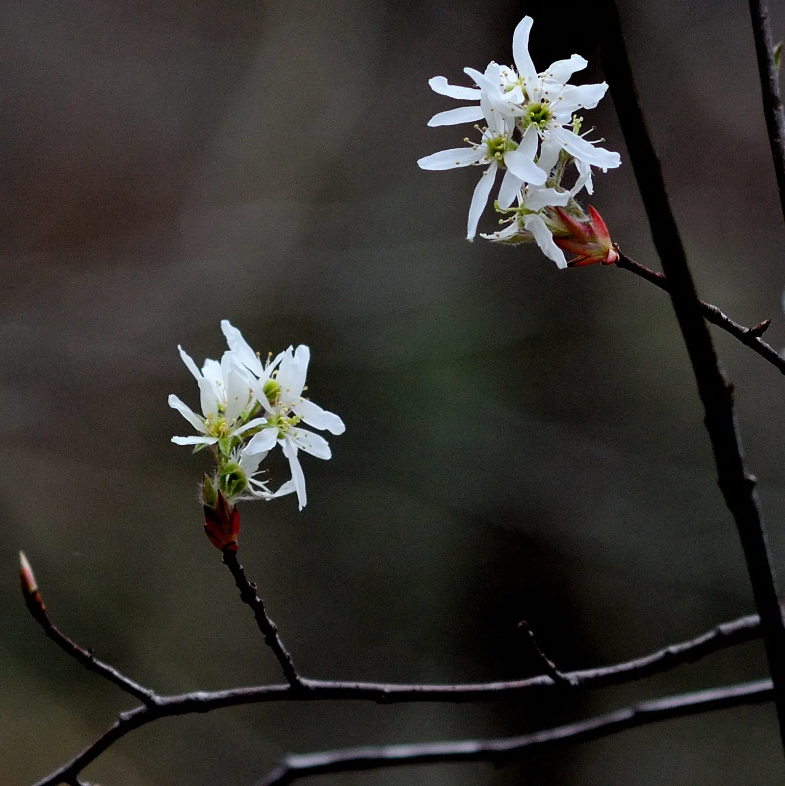 Allegheny Serviceberry (Amelanchier Laevis) — reaching a mature height of about 15 to 25 feet with a similar spread; with a moderate growth rate