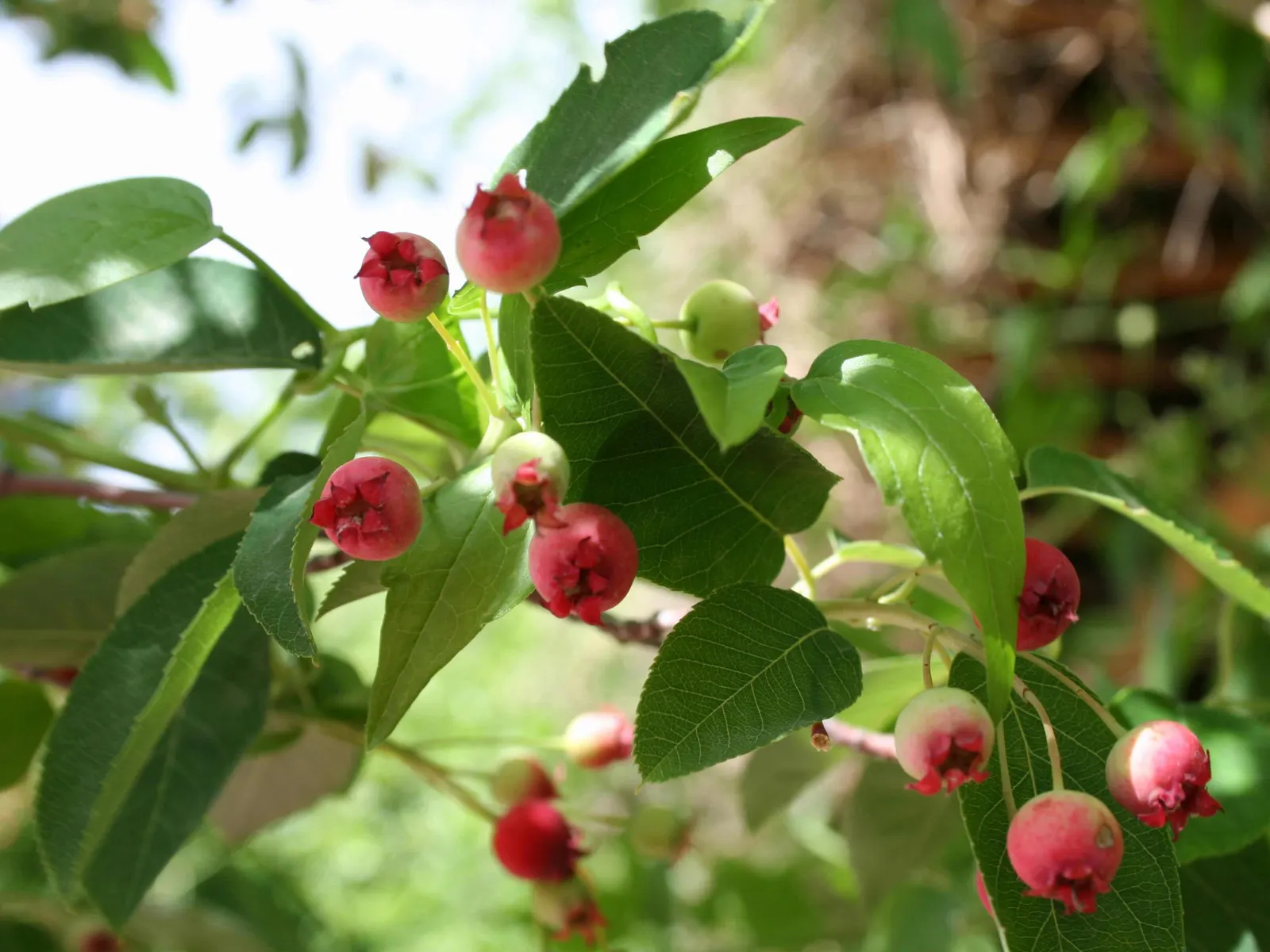 Allegheny Serviceberry (Amelanchier Laevis) — This low-maintenance native prefers well-drained soils and thrives in full sun to partial shade