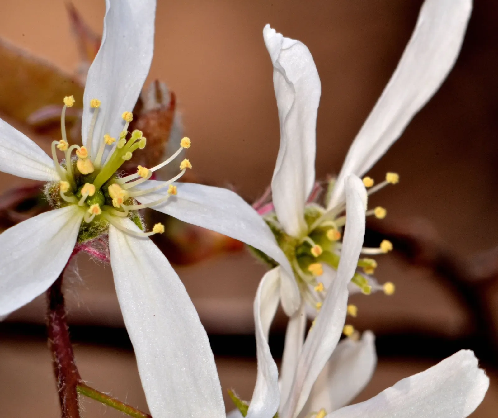 Allegheny Serviceberry (Amelanchier Laevis) — shrub / tree for full or half