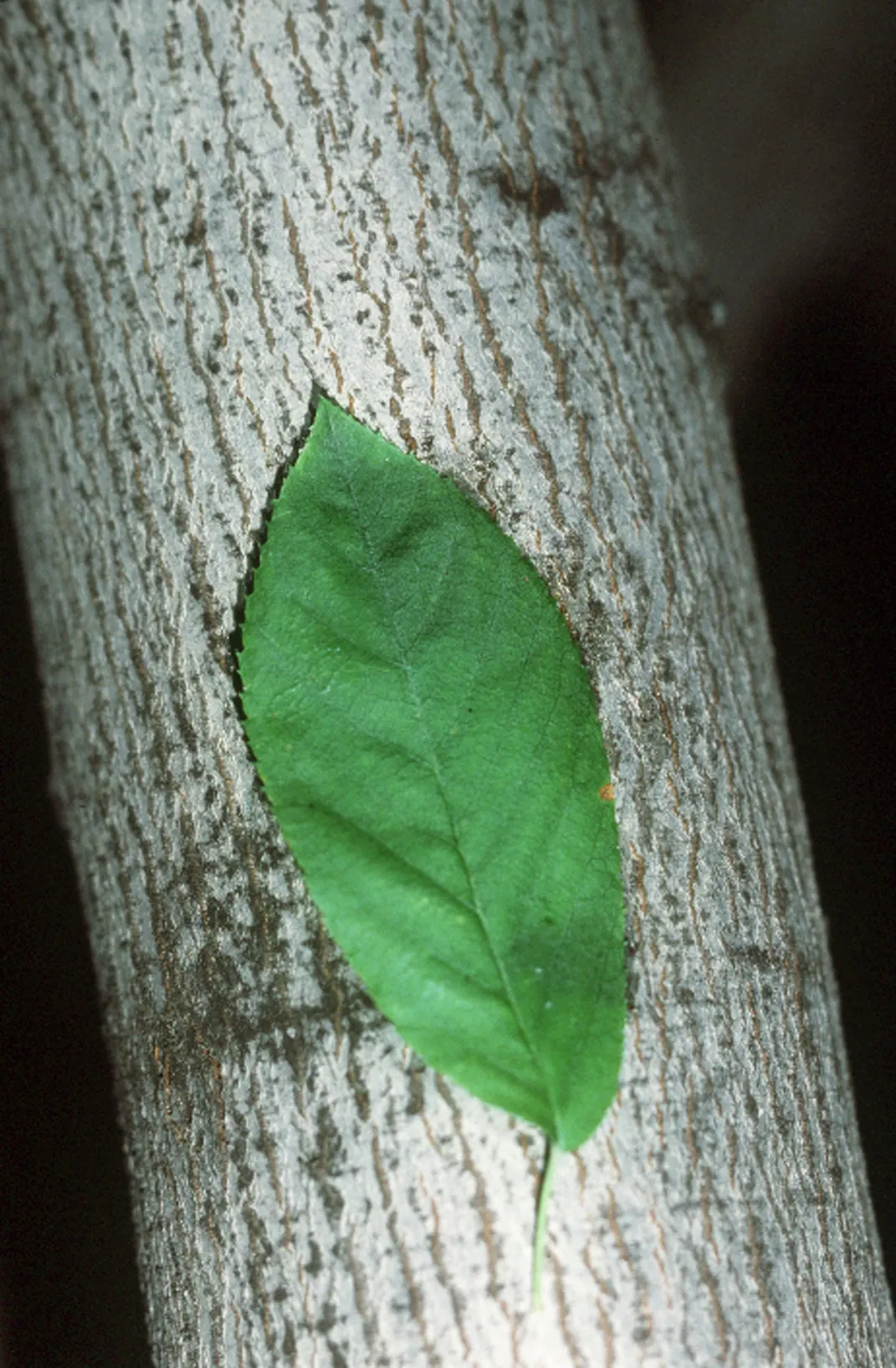Allegheny Serviceberry (Amelanchier Laevis) — well-drained soils with a slightly acidic pH.<br><br>Elegantly poised with an open; although it prefers moist