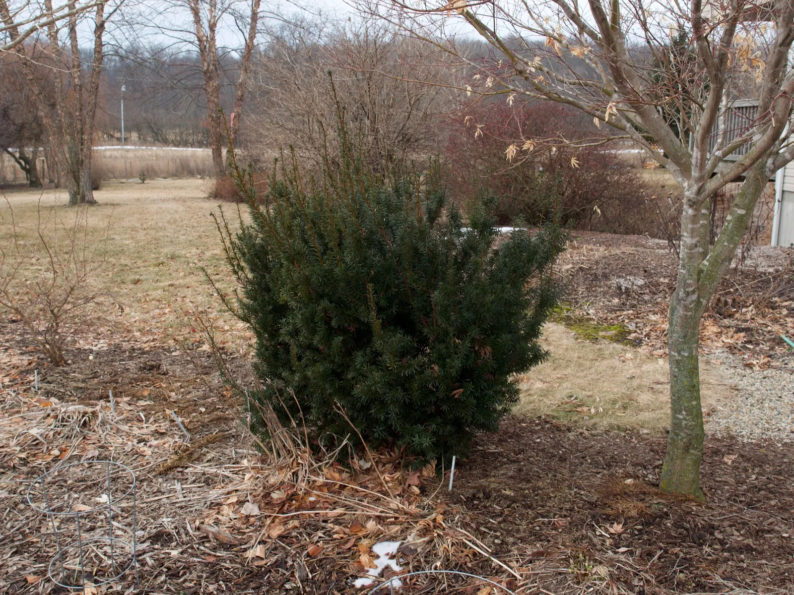 Upright Yew (Taxus X Media) — <br><br>The plant's needles are approximately 1 inch long