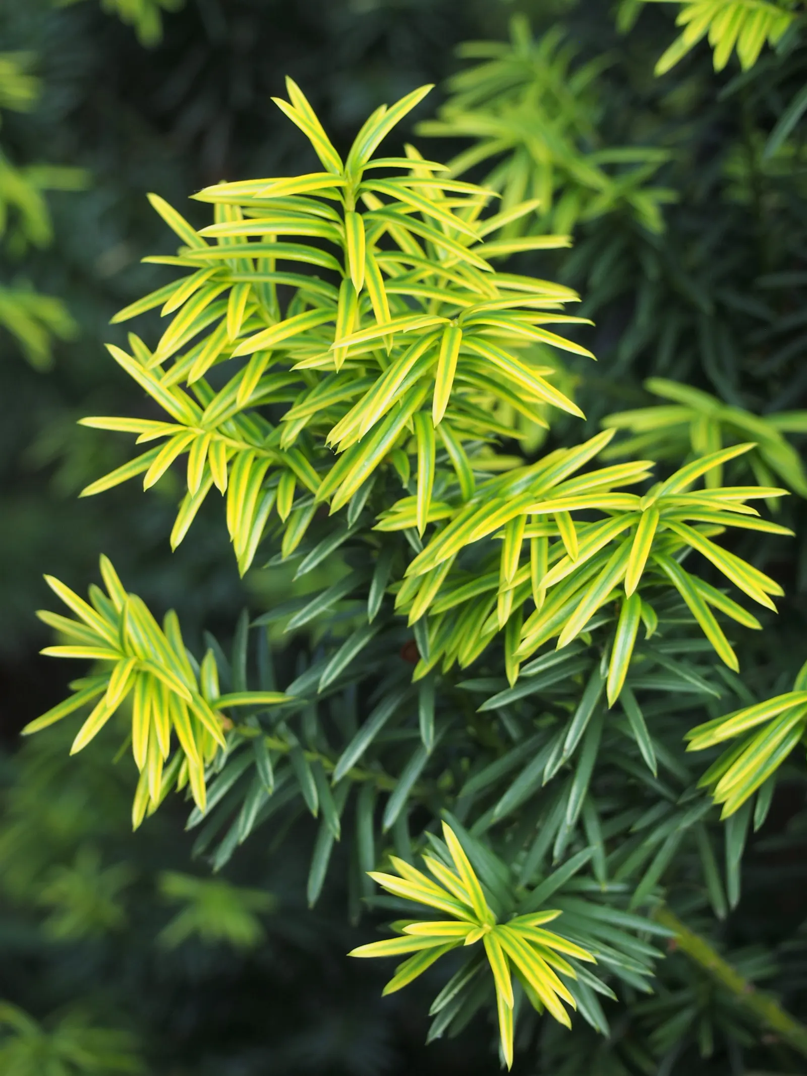 Upright Yew (Taxus X Media) — When designing a space with Upright Yew