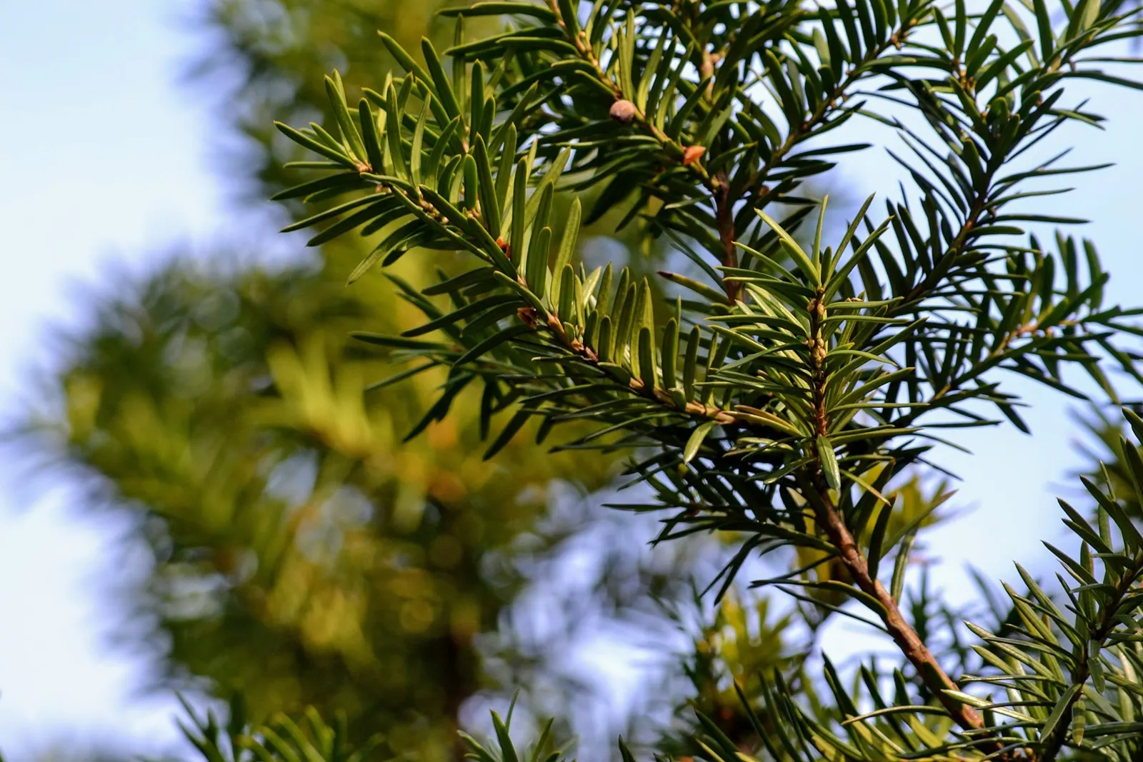 Upright Yew (Taxus X Media) — Renowned for its dark green; conifer / shrub for full or half