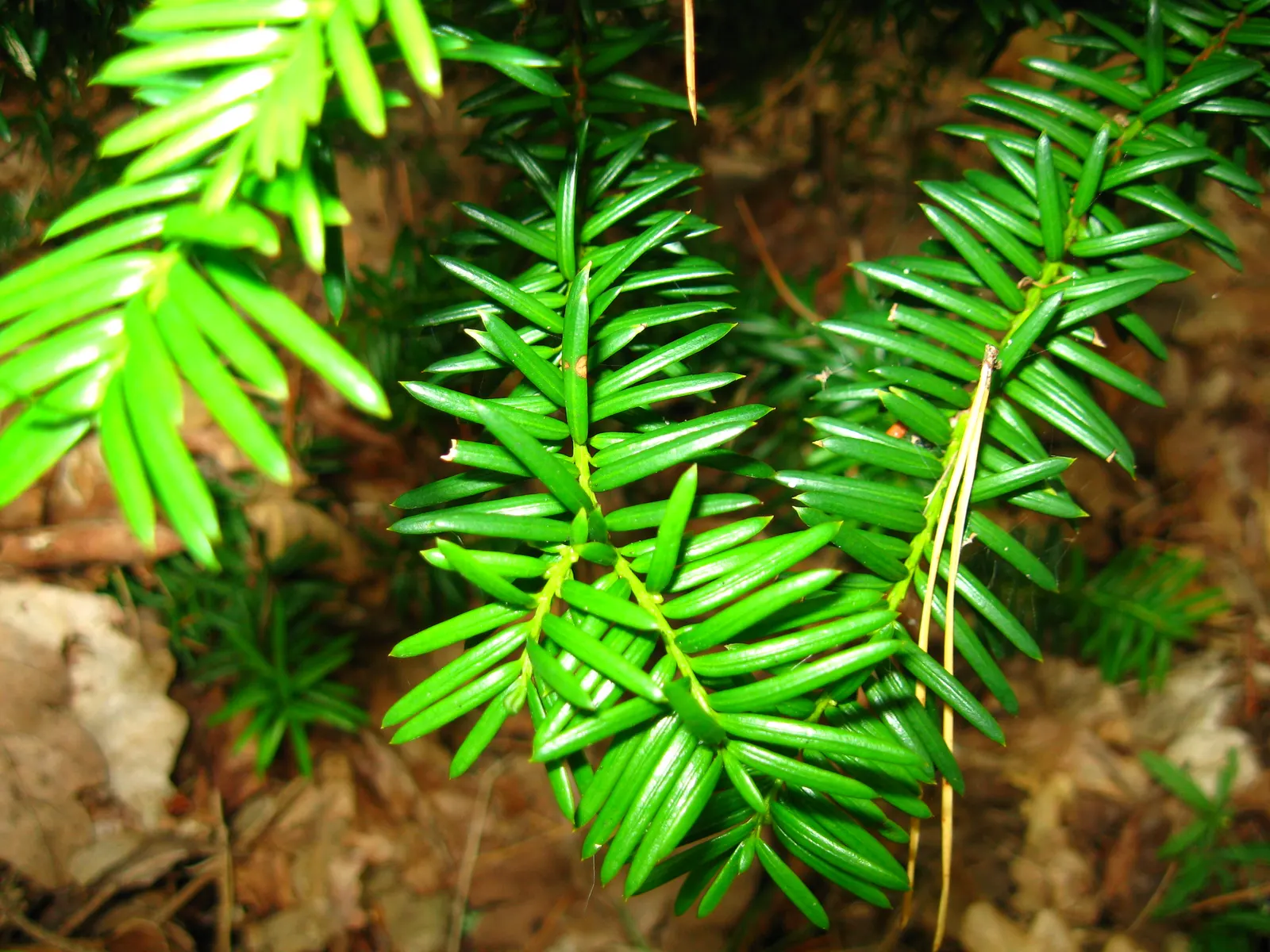 Upright Yew (Taxus X Media) — derived from a cross between English Yew (Taxus baccata) and Japanese Yew (Taxus cuspidata)