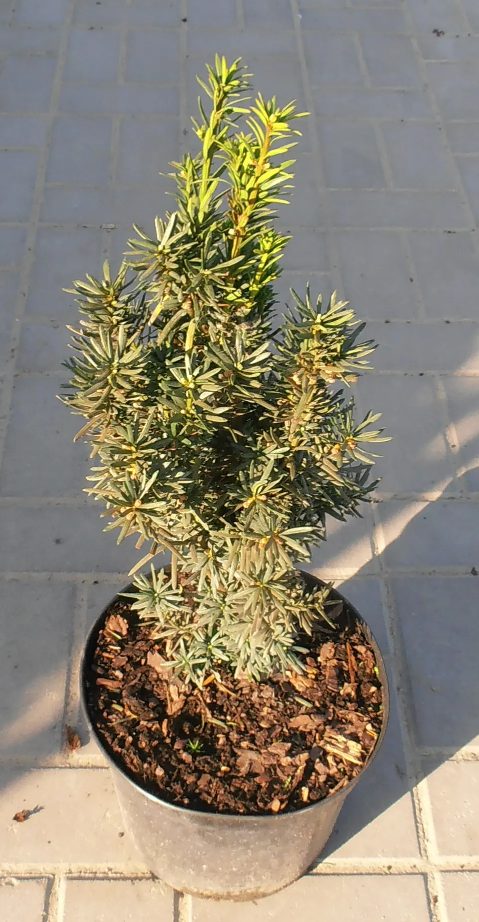 Upright Yew (Taxus X Media) — exhibits superior qualities of both parent species