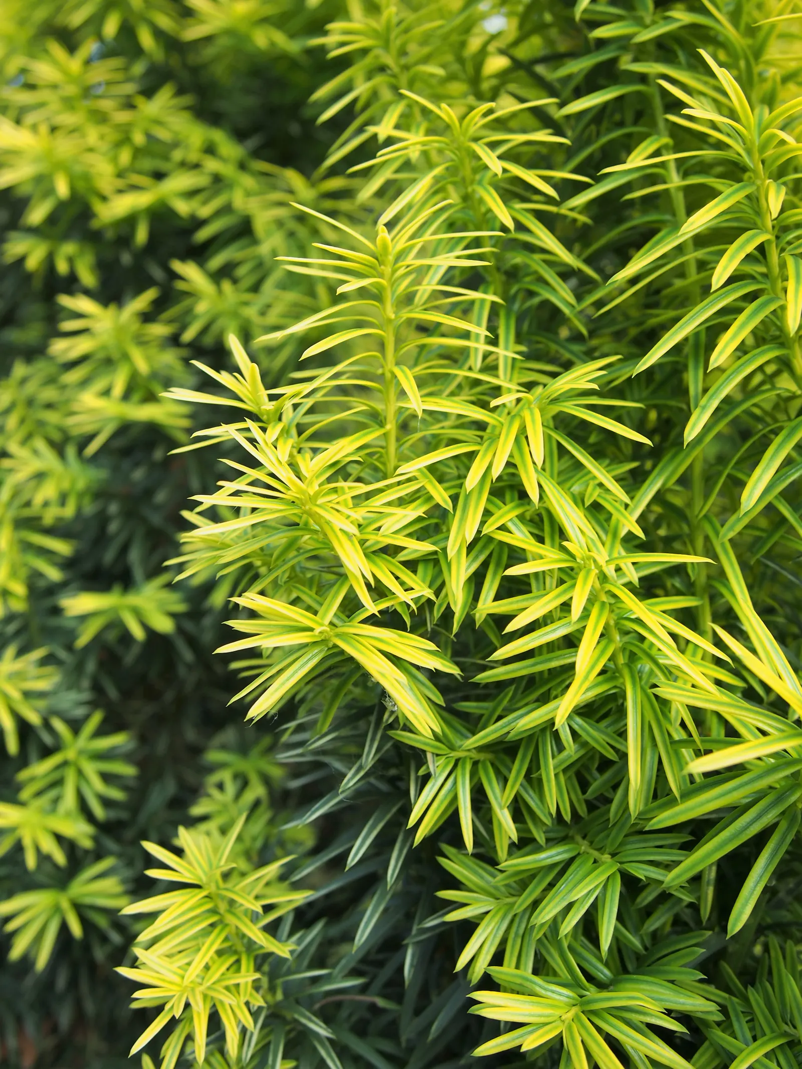 Upright Yew (Taxus X Media) — It thrives best in USDA hardiness zones 4 through 7; offering versatility in landscape design