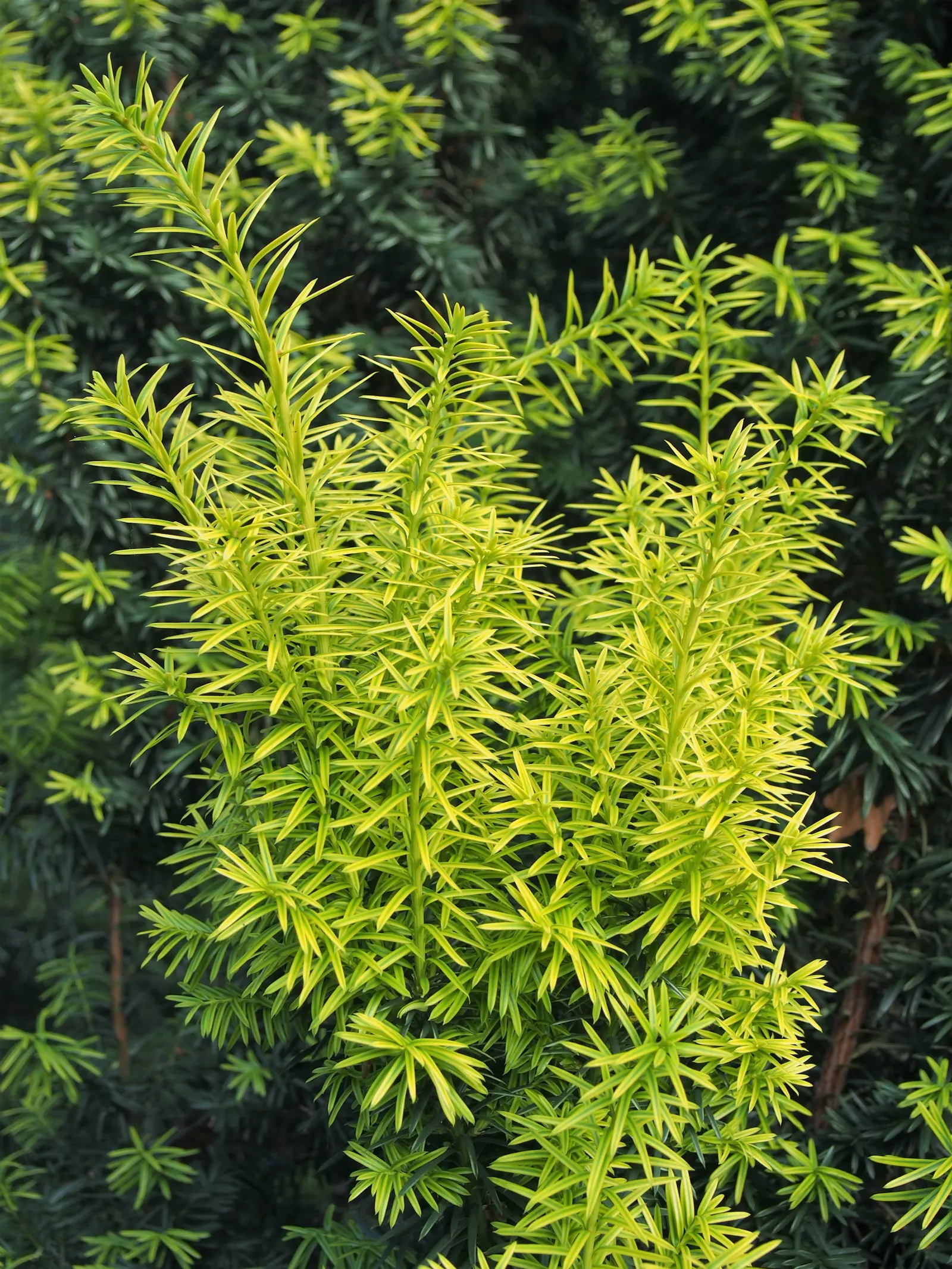 Upright Yew (Taxus X Media) — Renowned for its dark green
