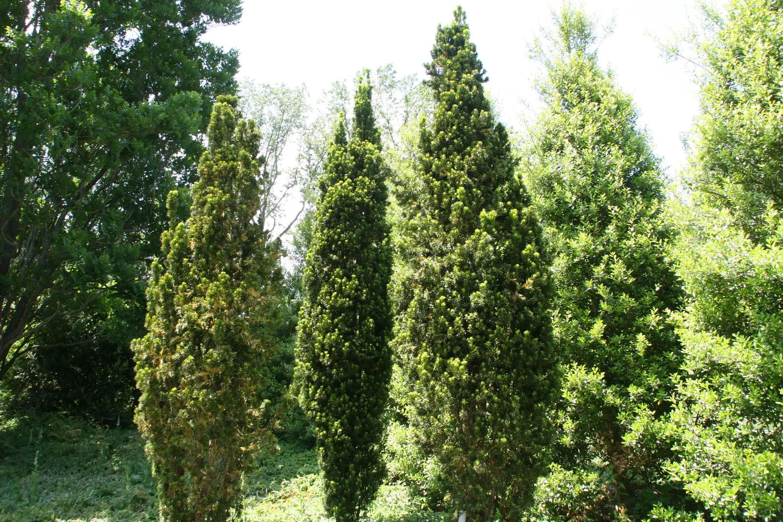 Upright Yew (Taxus X Media) — consider its attributes in conjunction with proximity to human and pet activity due to its poisonous nature