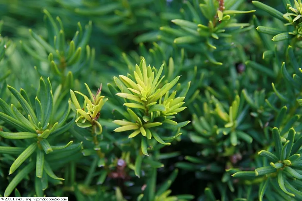 Upright Yew (Taxus X Media) — making it an exceptional choice for hedges