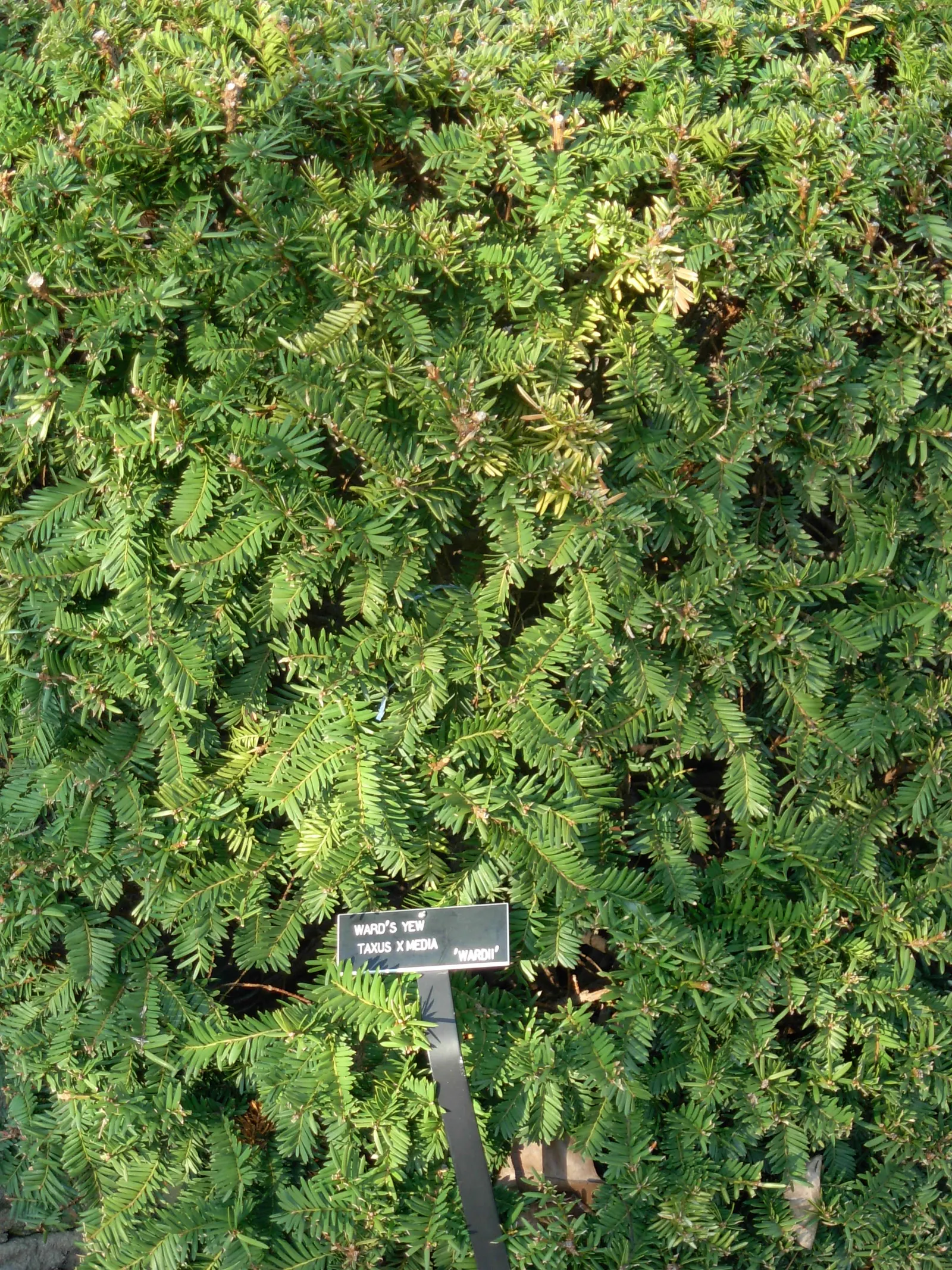 Upright Yew (Taxus X Media) — exhibits superior qualities of both parent species; it's an excellent choice for hedges and foundation plantings