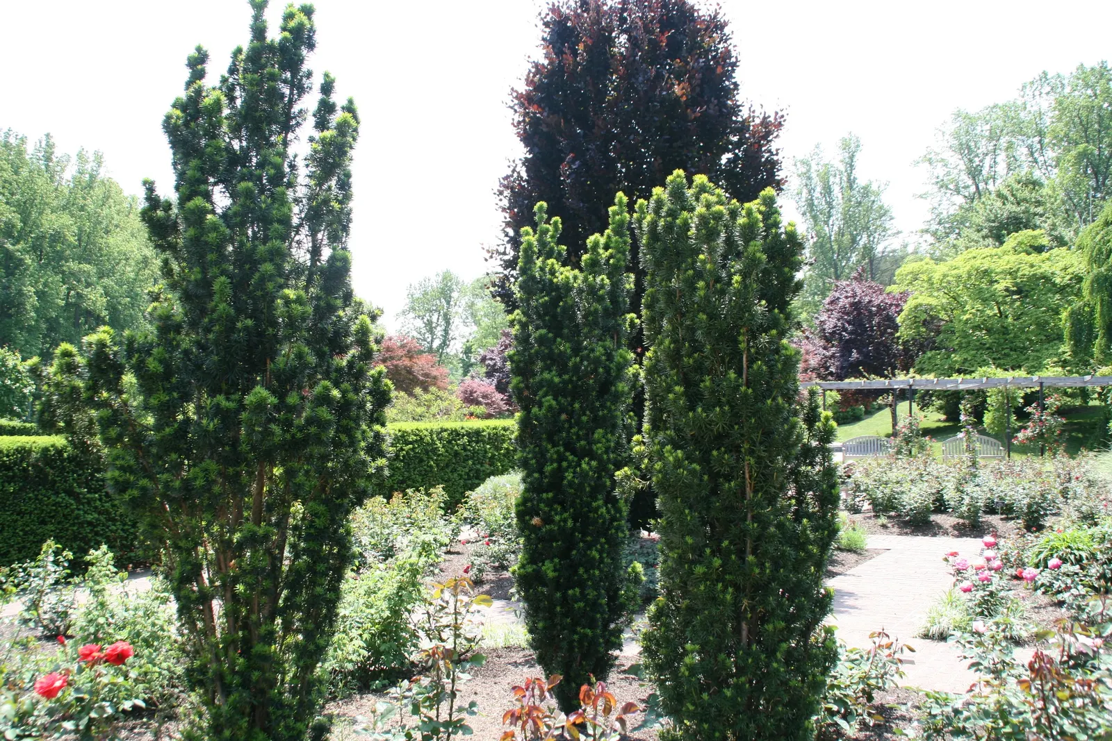 Upright Yew (Taxus X Media) — it requires well-drained soil; it is recommended to situate the yew in an area with full sun to partial shade for ideal growth