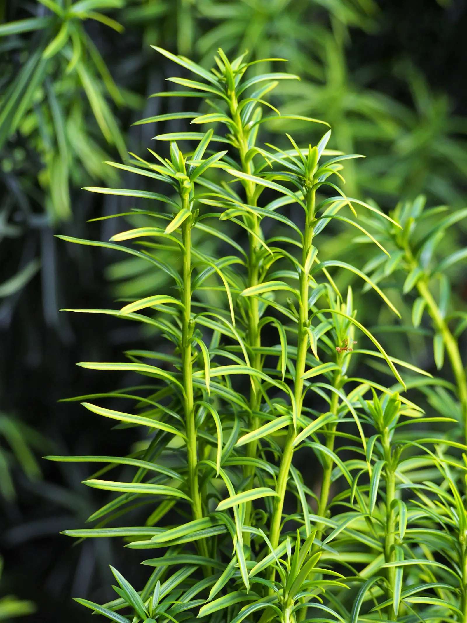 Upright Yew (Taxus X Media) — the Upright Yew can be pruned regularly to maintain a desired shape and size