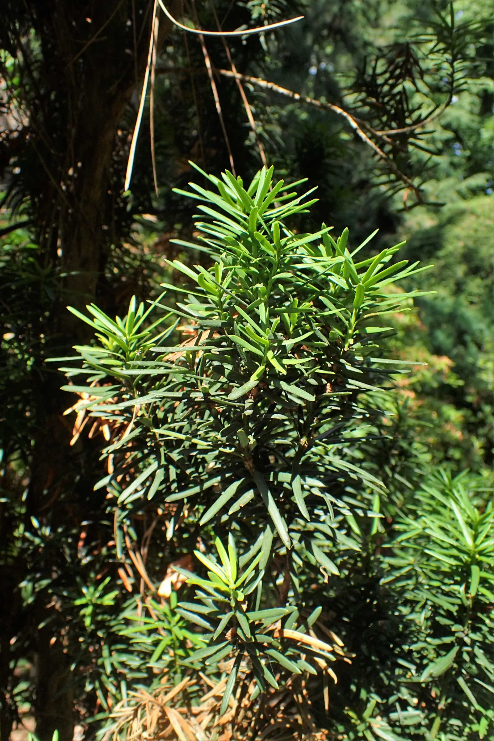 Upright Yew (Taxus X Media) — conifer / shrub for full or half