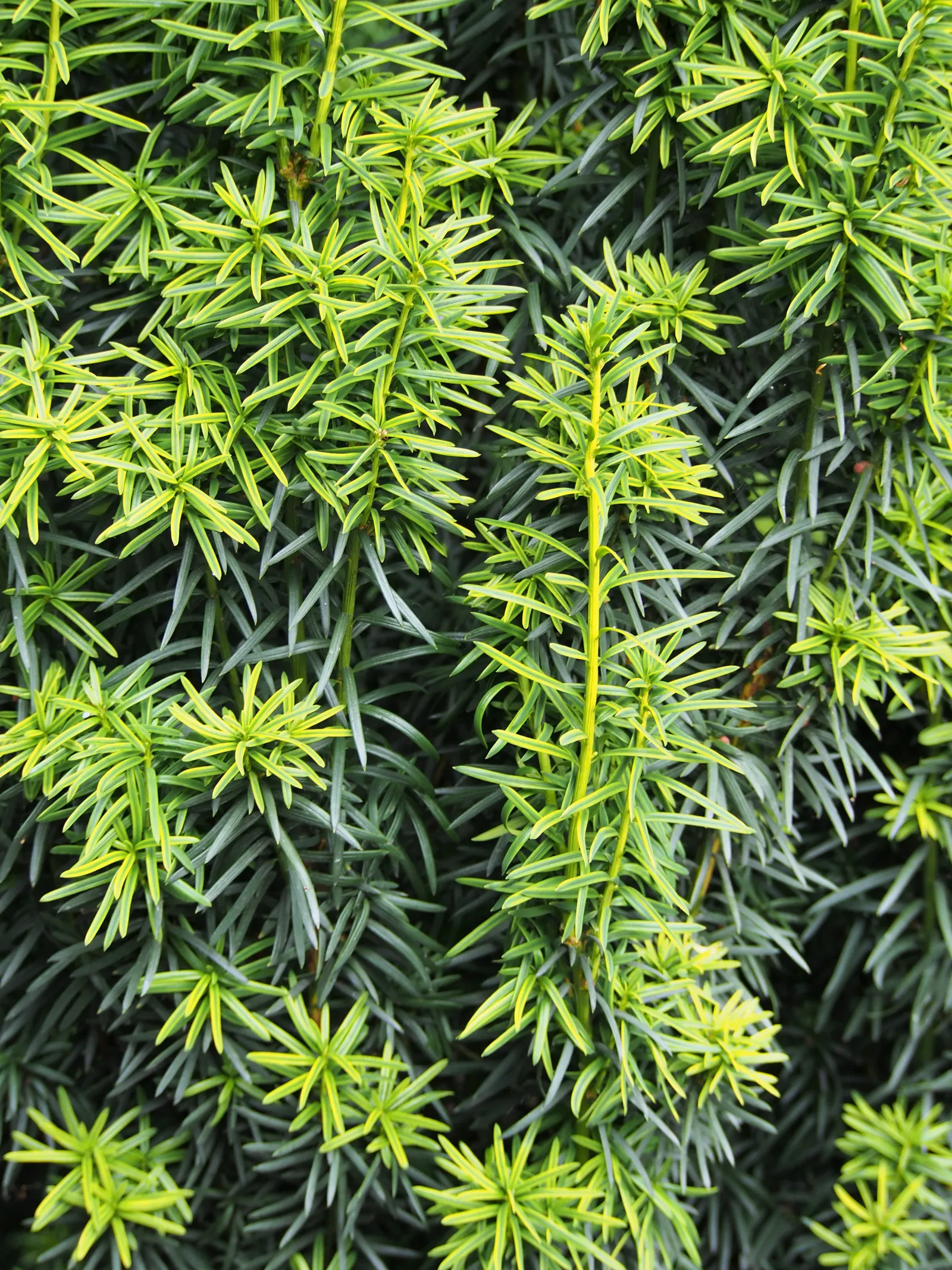 Upright Yew (Taxus X Media) — catering to both formal and informal landscape styles; evergreen shrub with a compact