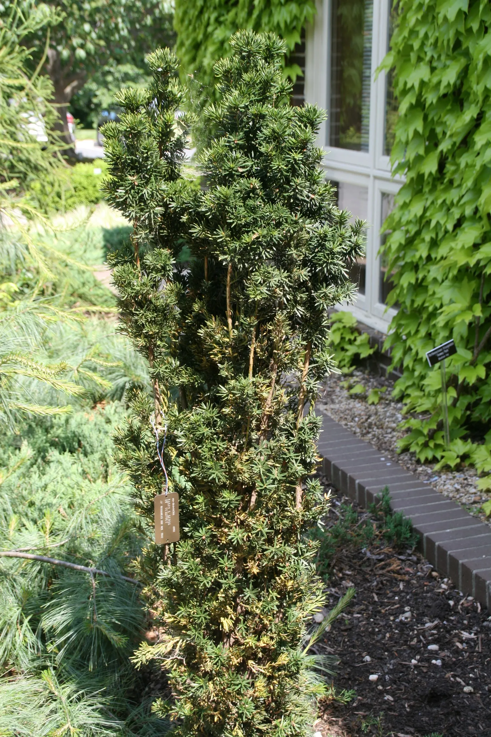 Upright Yew (Taxus X Media) — needle-like leaves and red berries; it requires well-drained soil
