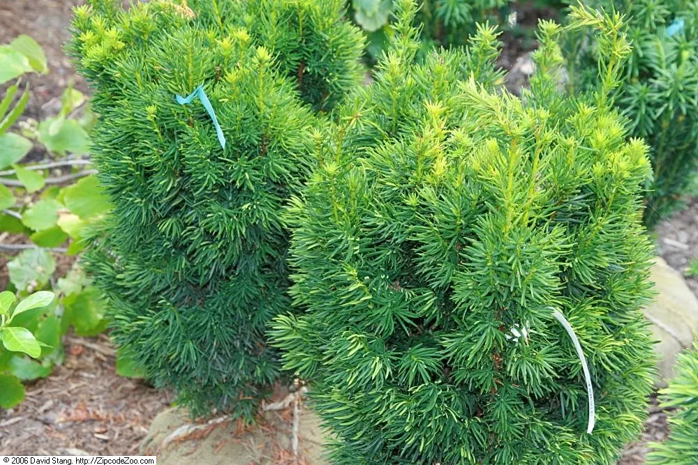 Upright Yew (Taxus X Media) — offering a textured appearance throughout all seasons