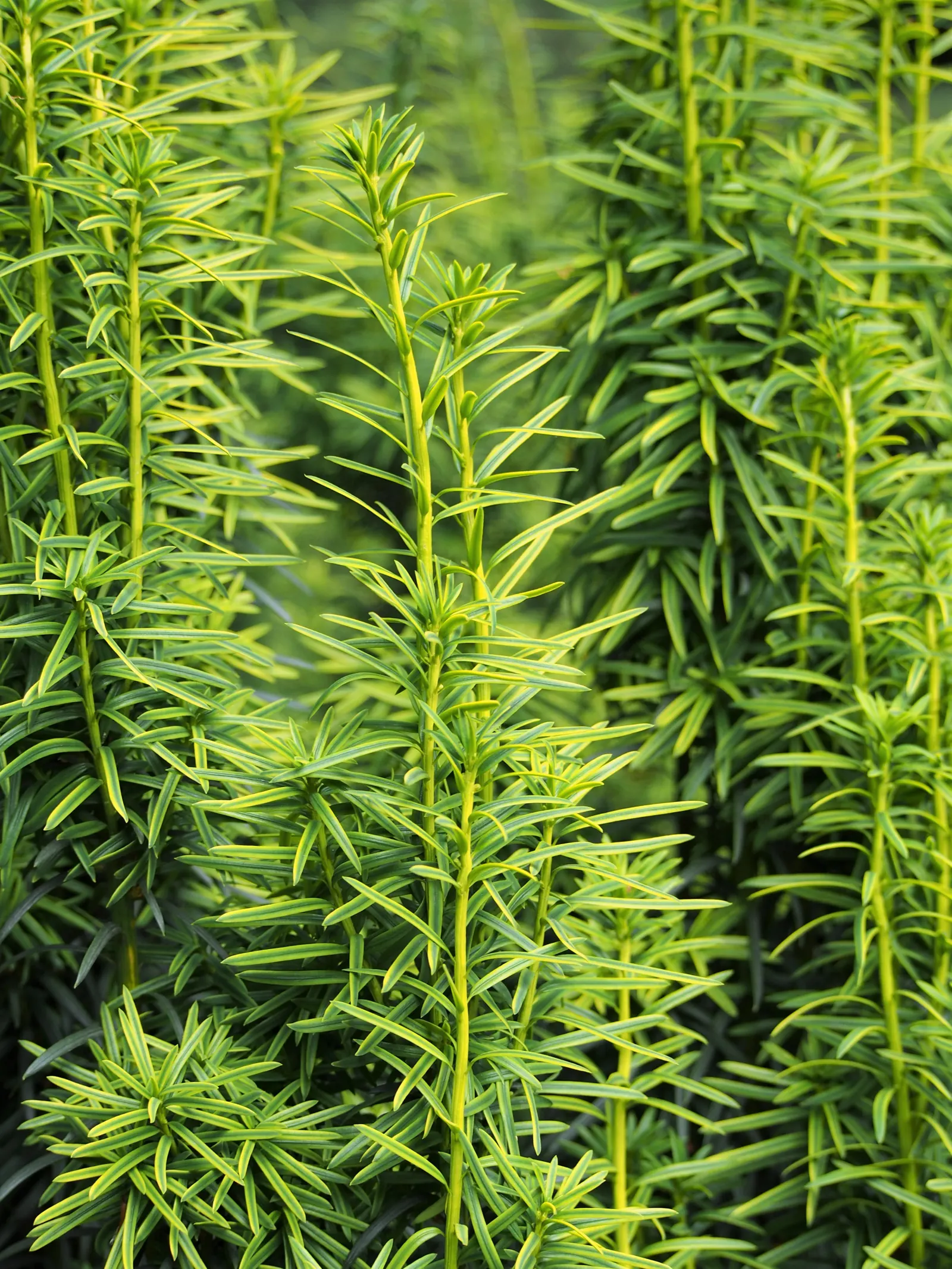 Upright Yew (Taxus X Media) — needle-like leaves and red berries