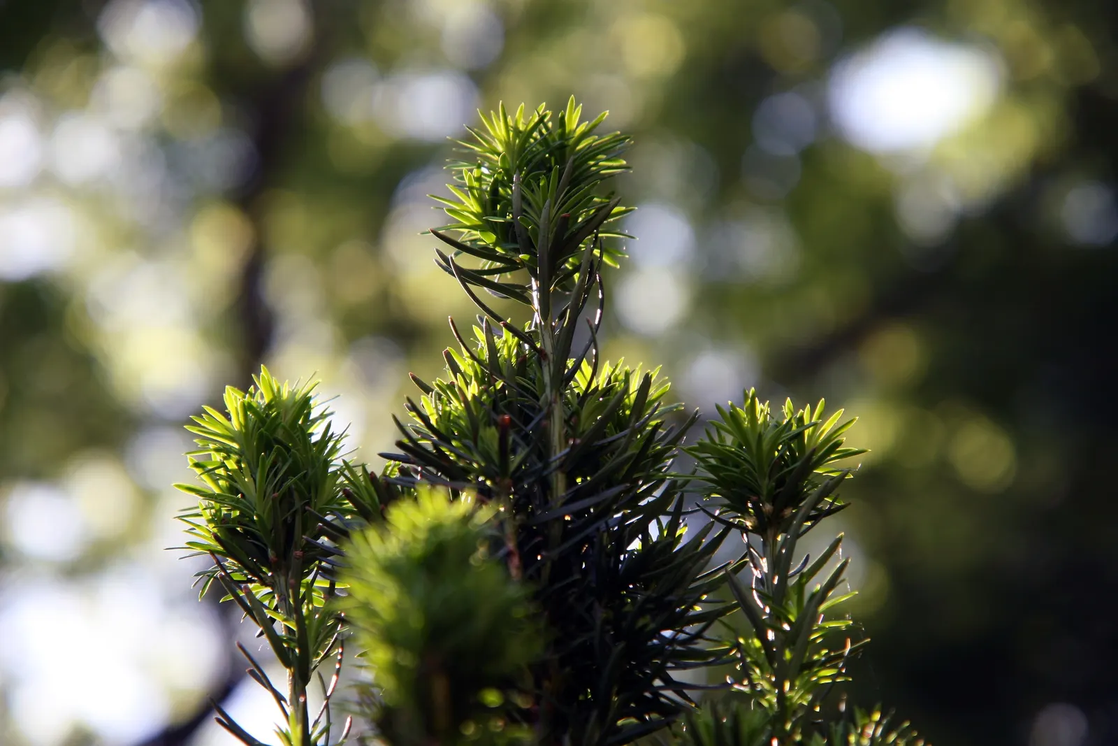 Upright Yew (Taxus X Media) — catering to both formal and informal landscape styles