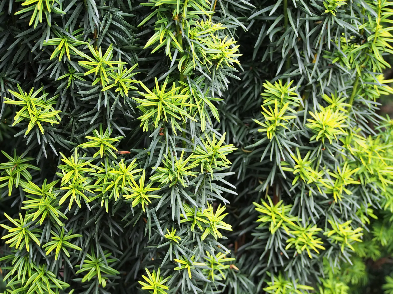 Upright Yew (Taxus X Media) — although it prefers well-drained soils