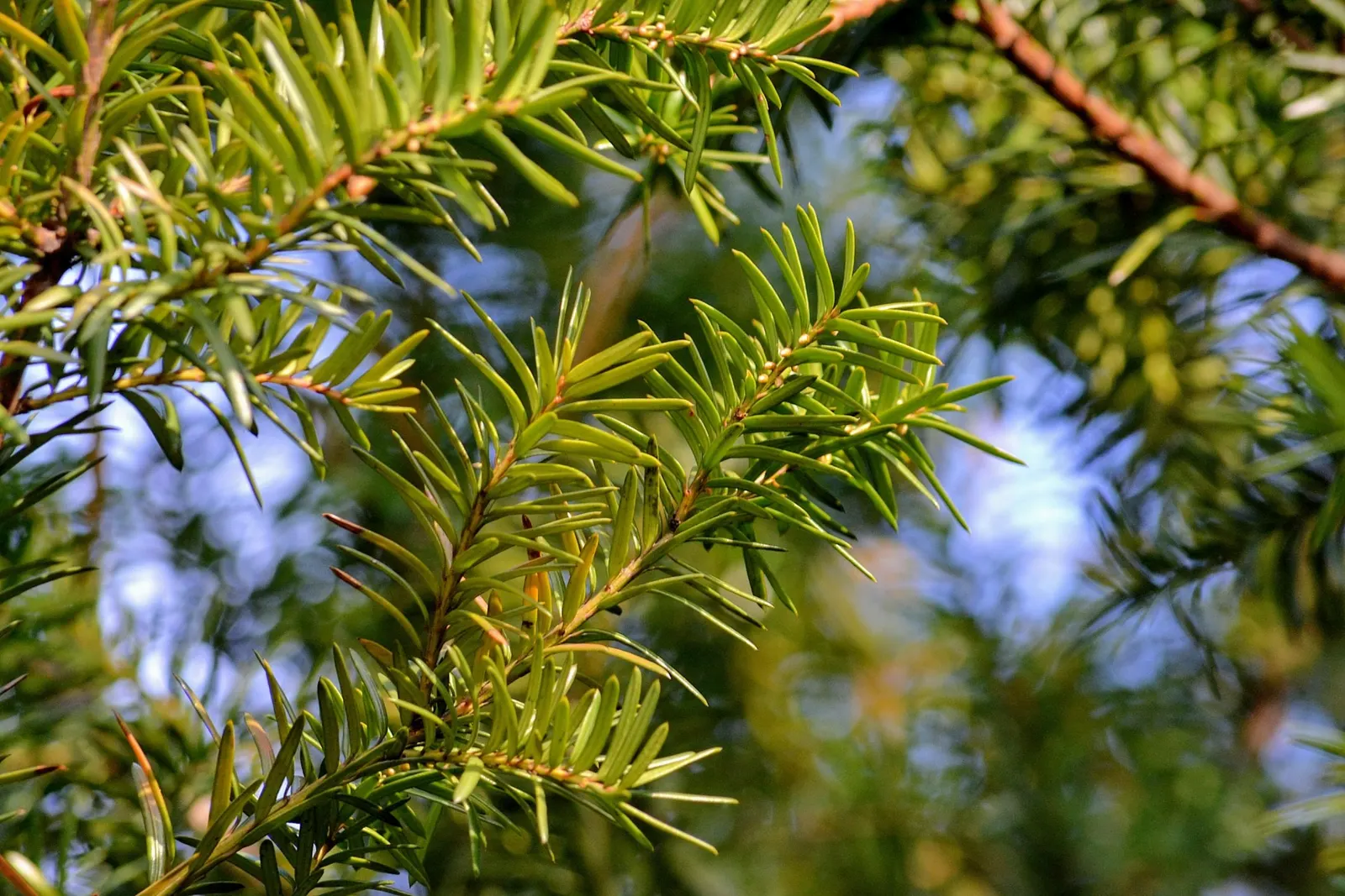 Upright Yew (Taxus X Media) — derived from a cross between English Yew (Taxus baccata) and Japanese Yew (Taxus cuspidata); consider its attributes in