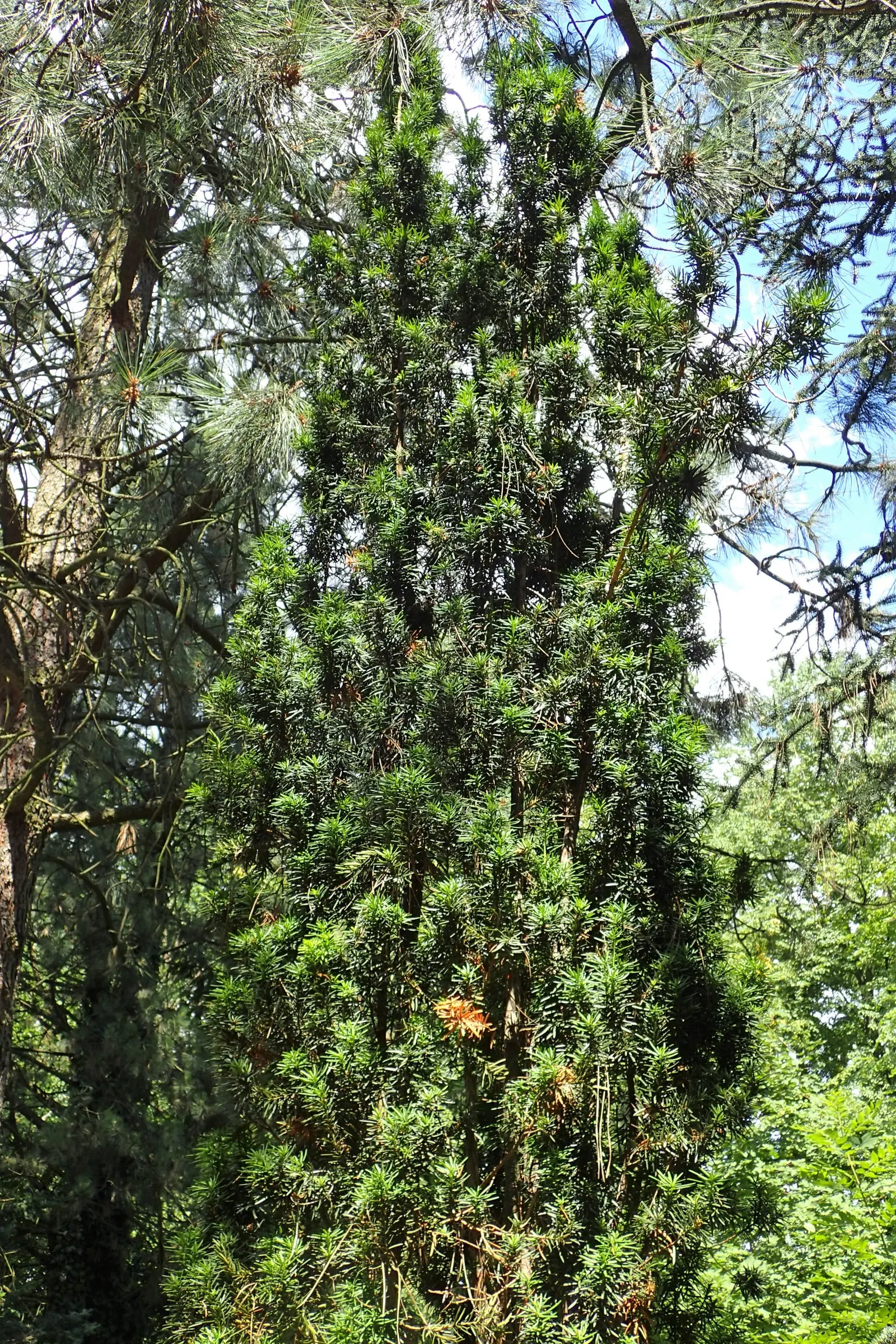 Upright Yew (Taxus X Media) — the Upright Yew can be pruned regularly to maintain a desired shape and size; offering a textured appearance throughout all