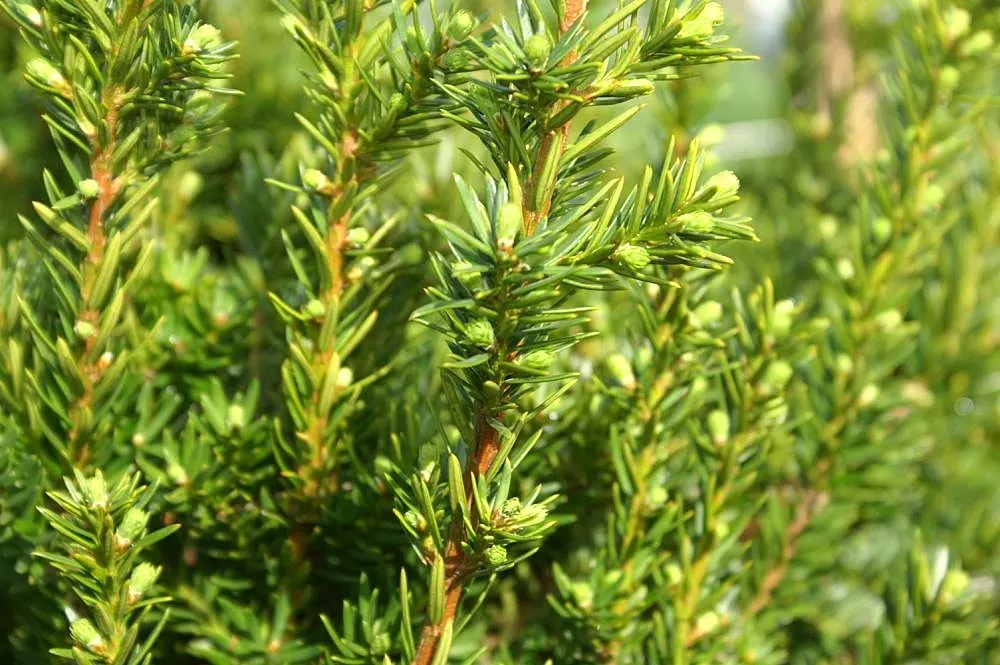 Upright Yew (Taxus X Media) — reaching 10-20 feet in height and 4-6 feet in width