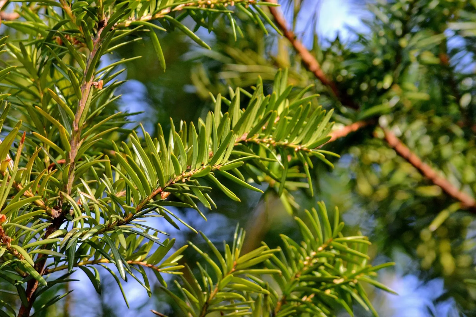 Upright Yew (Taxus X Media) — it's an excellent choice for hedges and foundation plantings; the Upright Yew can be pruned regularly to maintain a desired shape