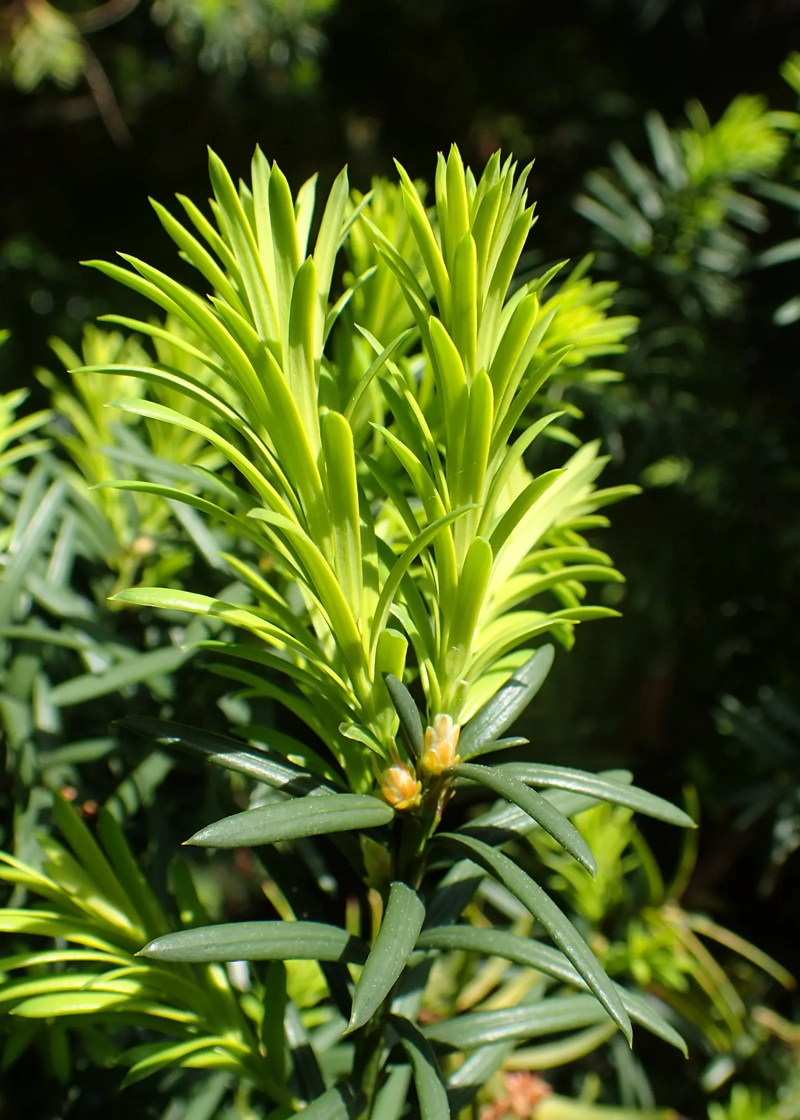 Upright Yew (Taxus X Media) — making it an exceptional choice for hedges, image 38