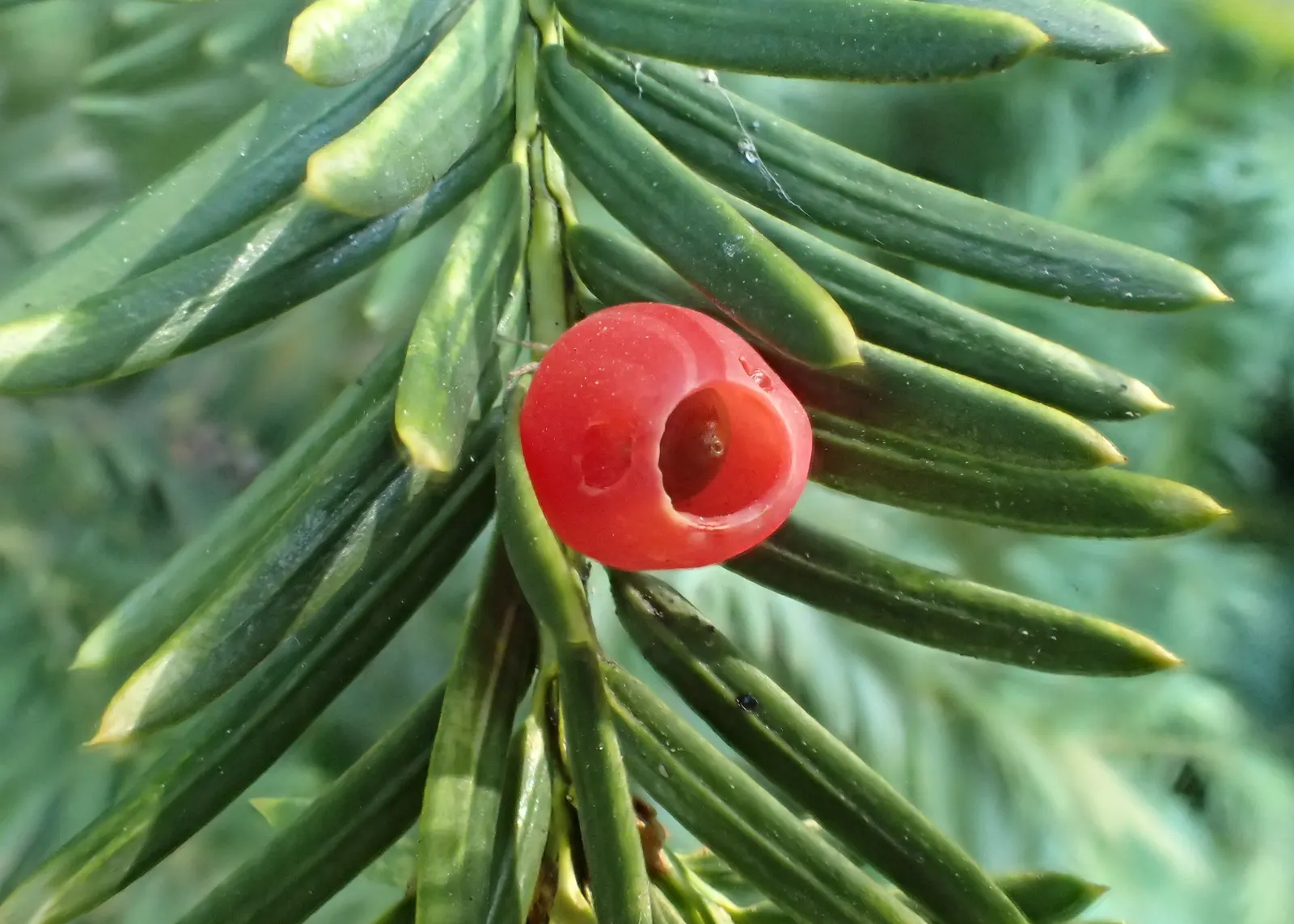 Upright Yew (Taxus X Media) — offering versatility in landscape design