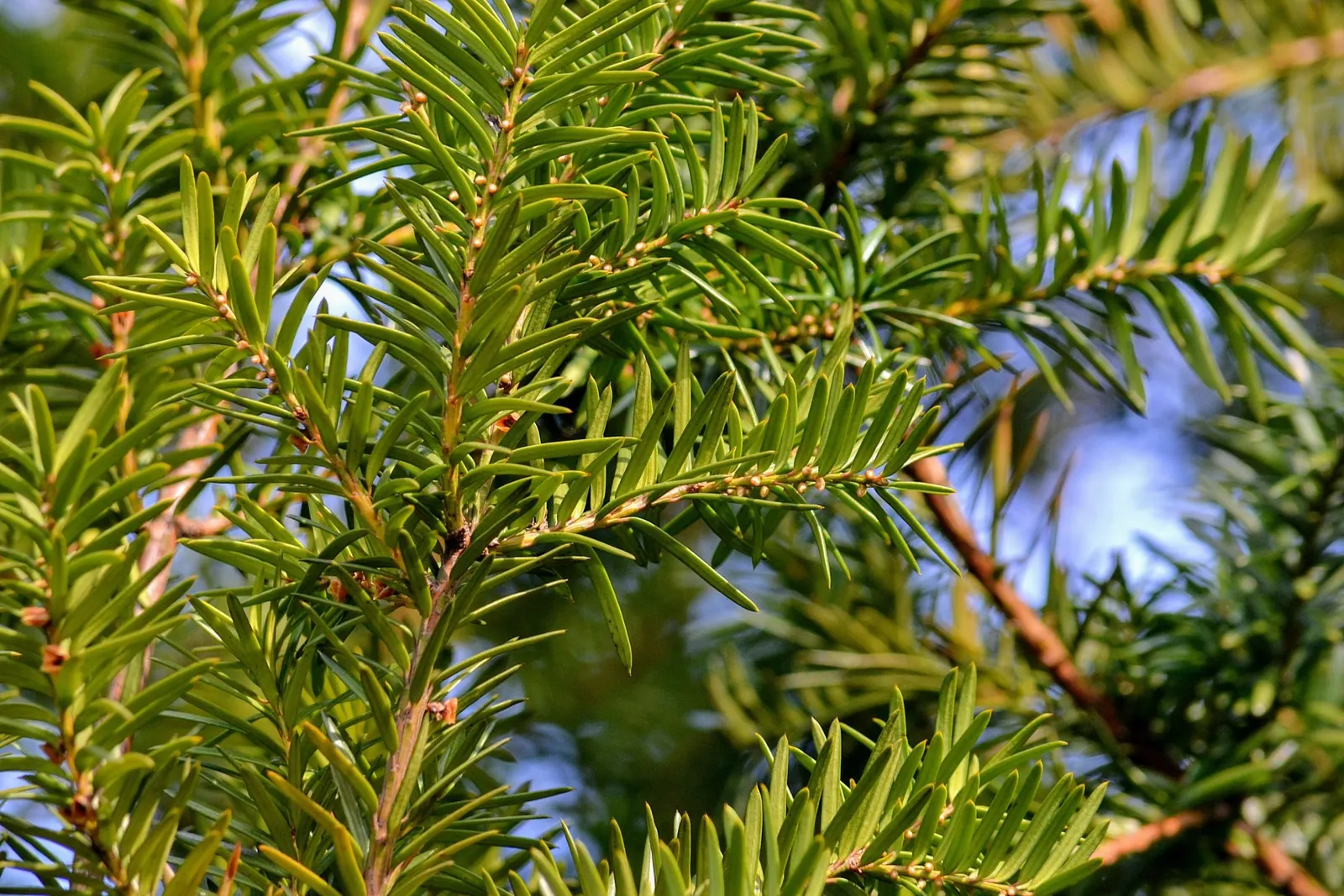 Upright Yew (Taxus X Media) — offering versatility in landscape design; columnar to conical growth habit and lustrous dark green needles