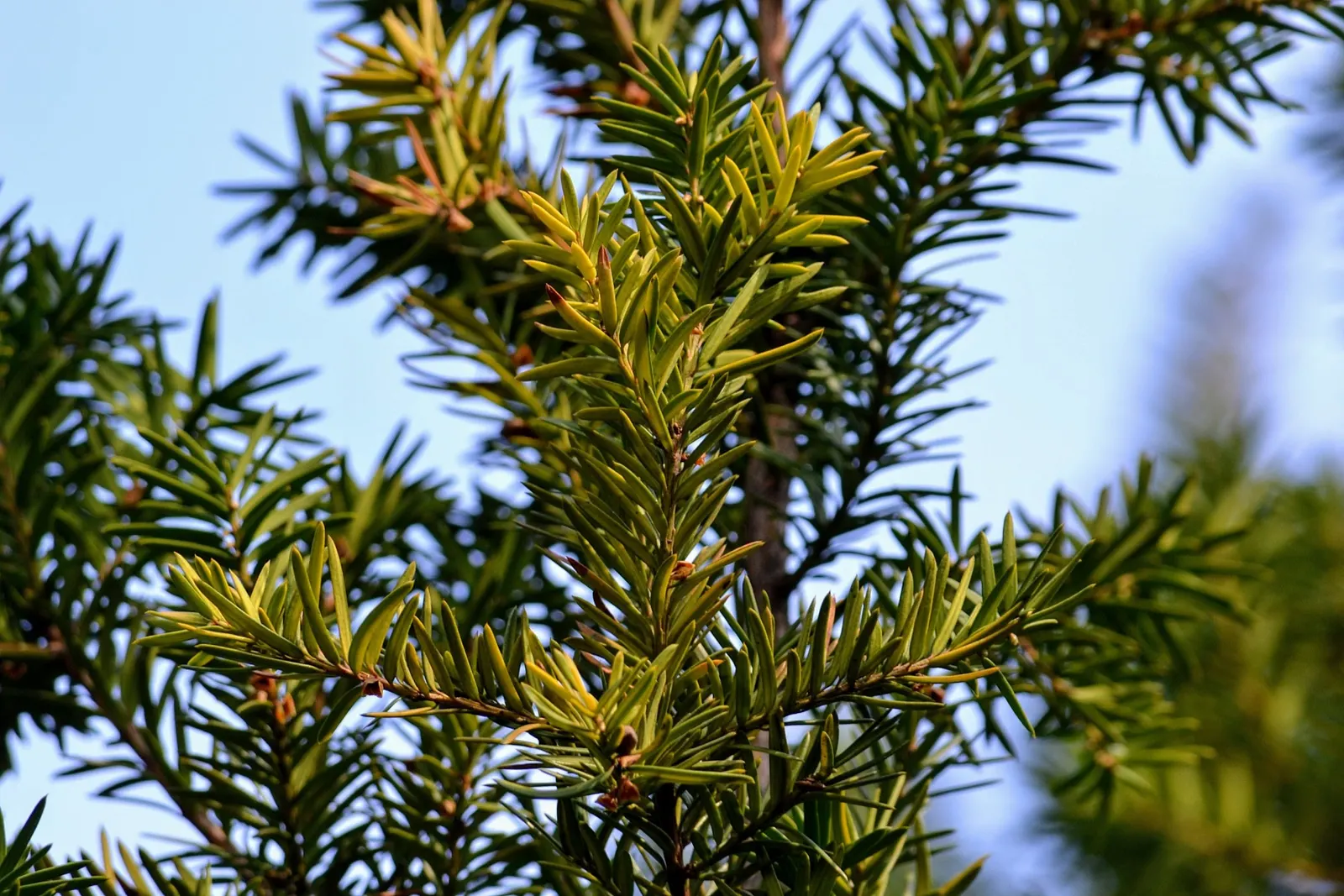 Upright Yew (Taxus X Media) — The Upright Yew (Taxus x media) is a dense