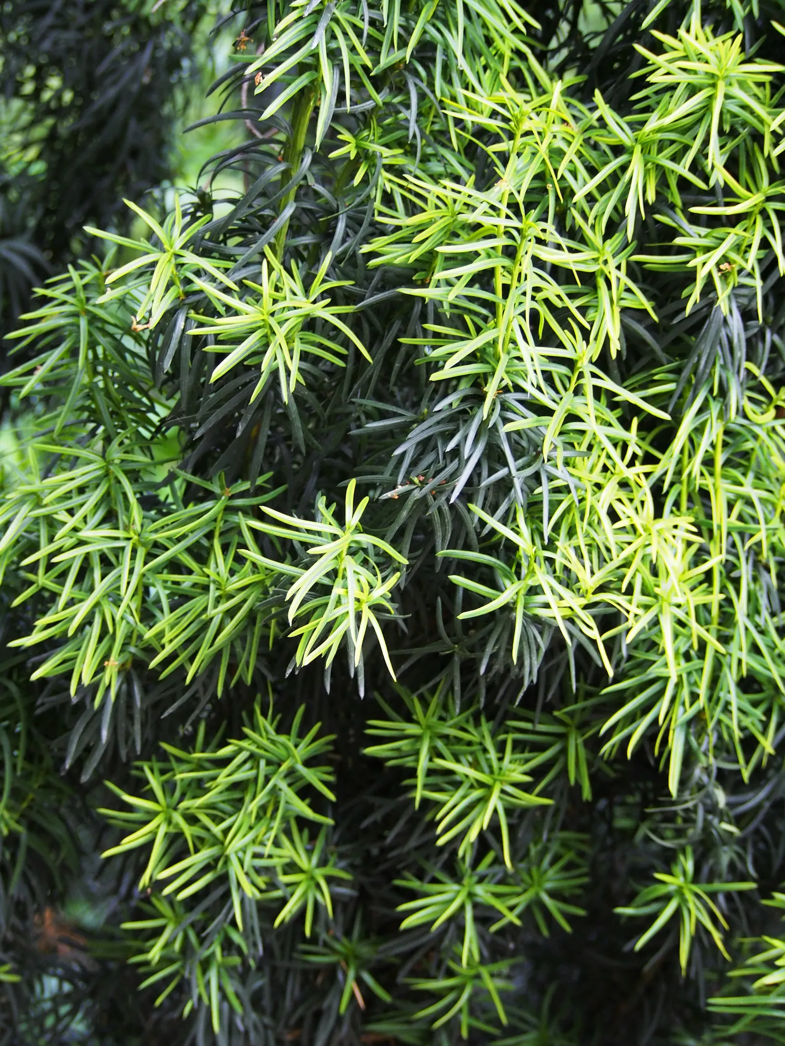 Upright Yew (Taxus X Media) — evergreen shrub with a compact; derived from a cross between English Yew (Taxus baccata) and Japanese Yew (Taxus cuspidata)