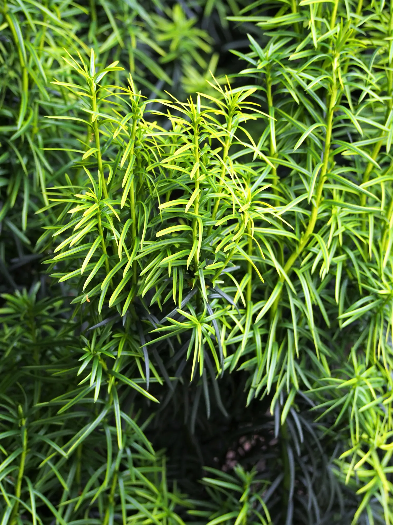 Upright Yew (Taxus X Media) — columnar to conical growth habit and lustrous dark green needles