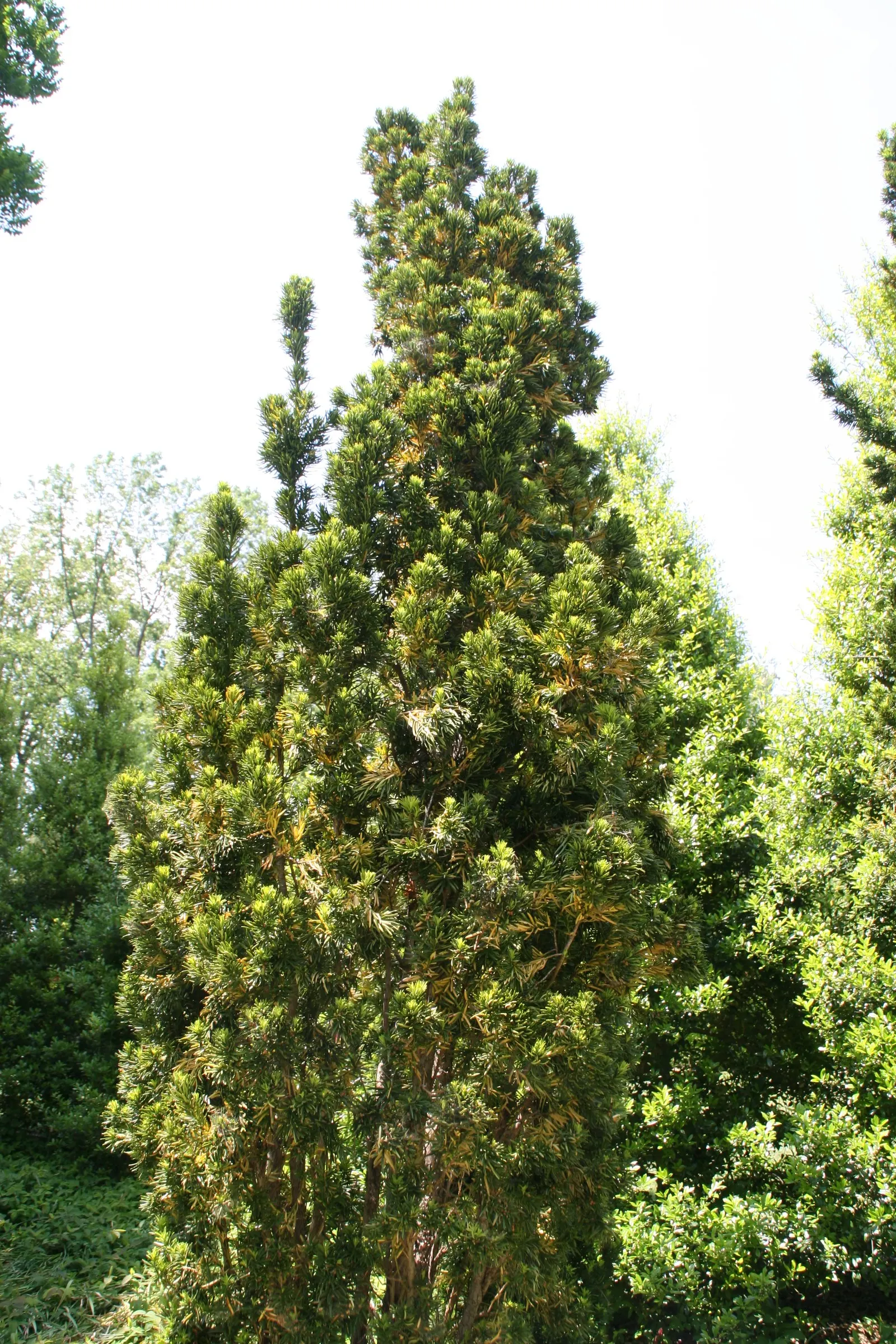 Upright Yew (Taxus X Media) — It is recommended to situate the yew in an area with full sun to partial shade for ideal growth