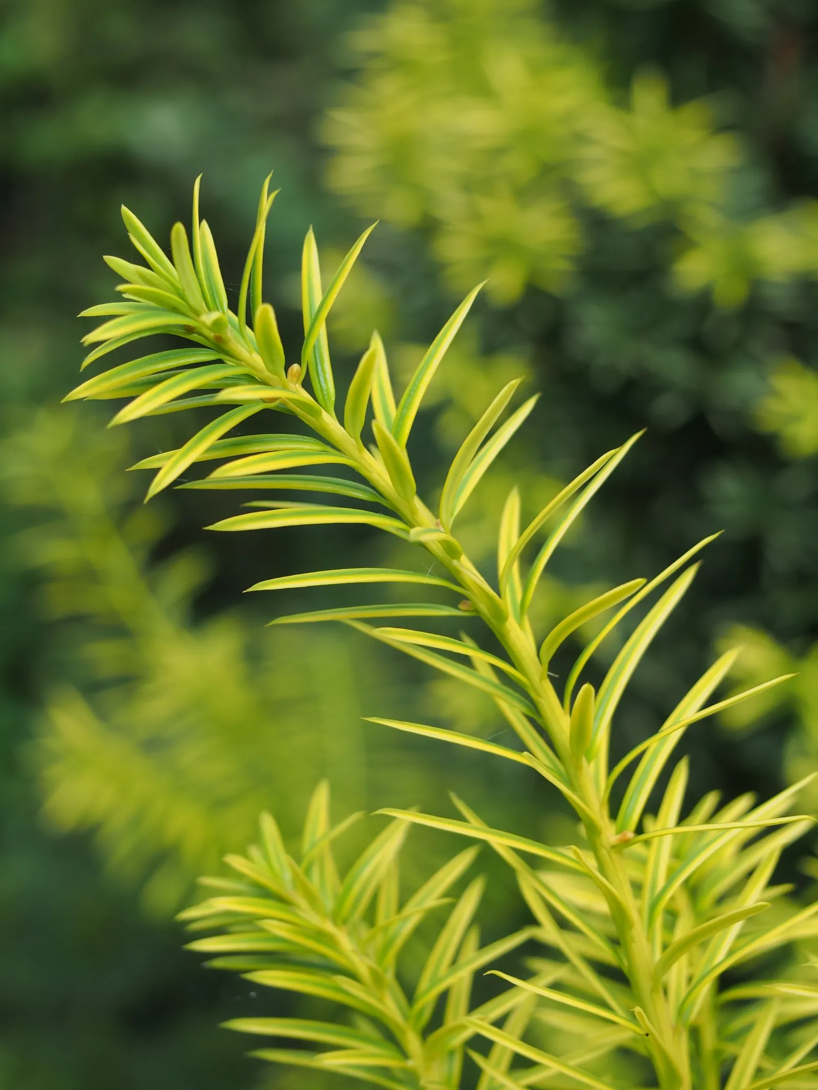 Upright Yew (Taxus X Media) — it requires well-drained soil