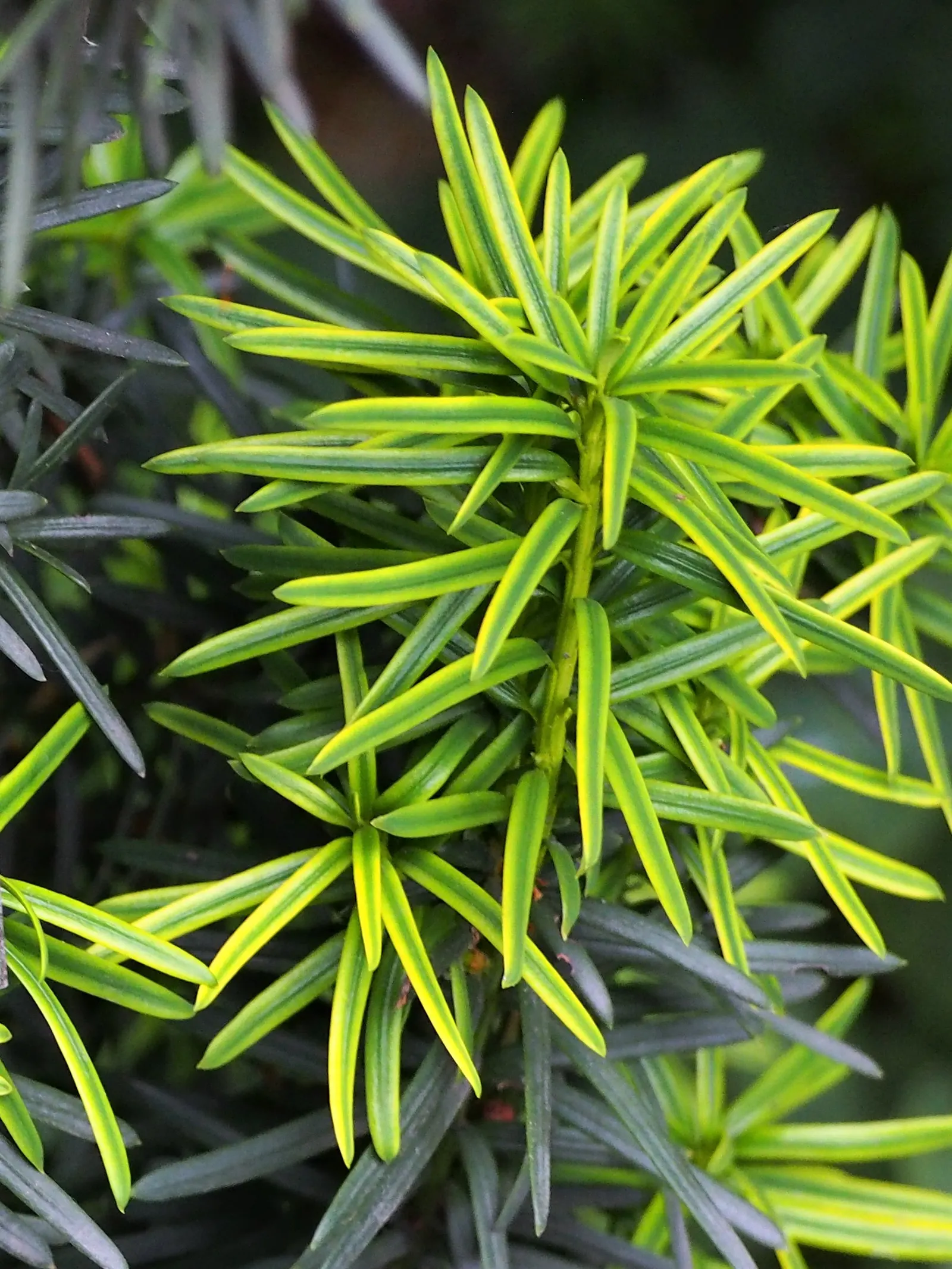 Upright Yew (Taxus X Media) — it's an excellent choice for hedges and foundation plantings
