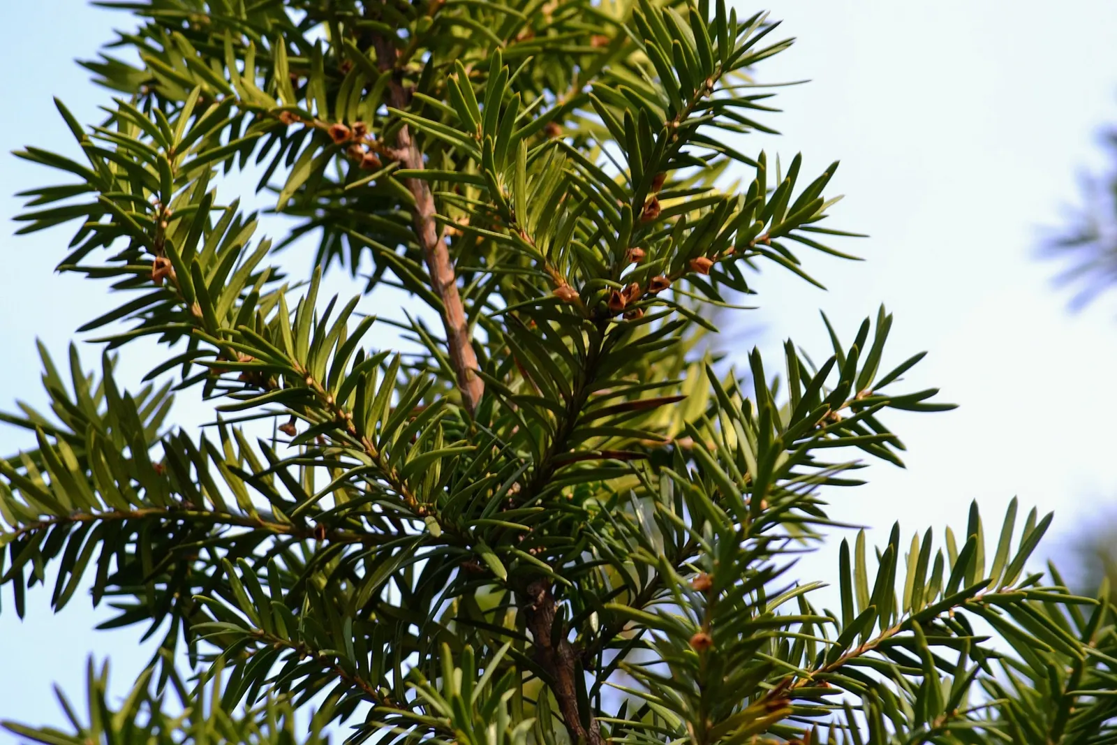 Upright Yew (Taxus X Media) — showing resilience in cold weather and adaptability to a range of soil types