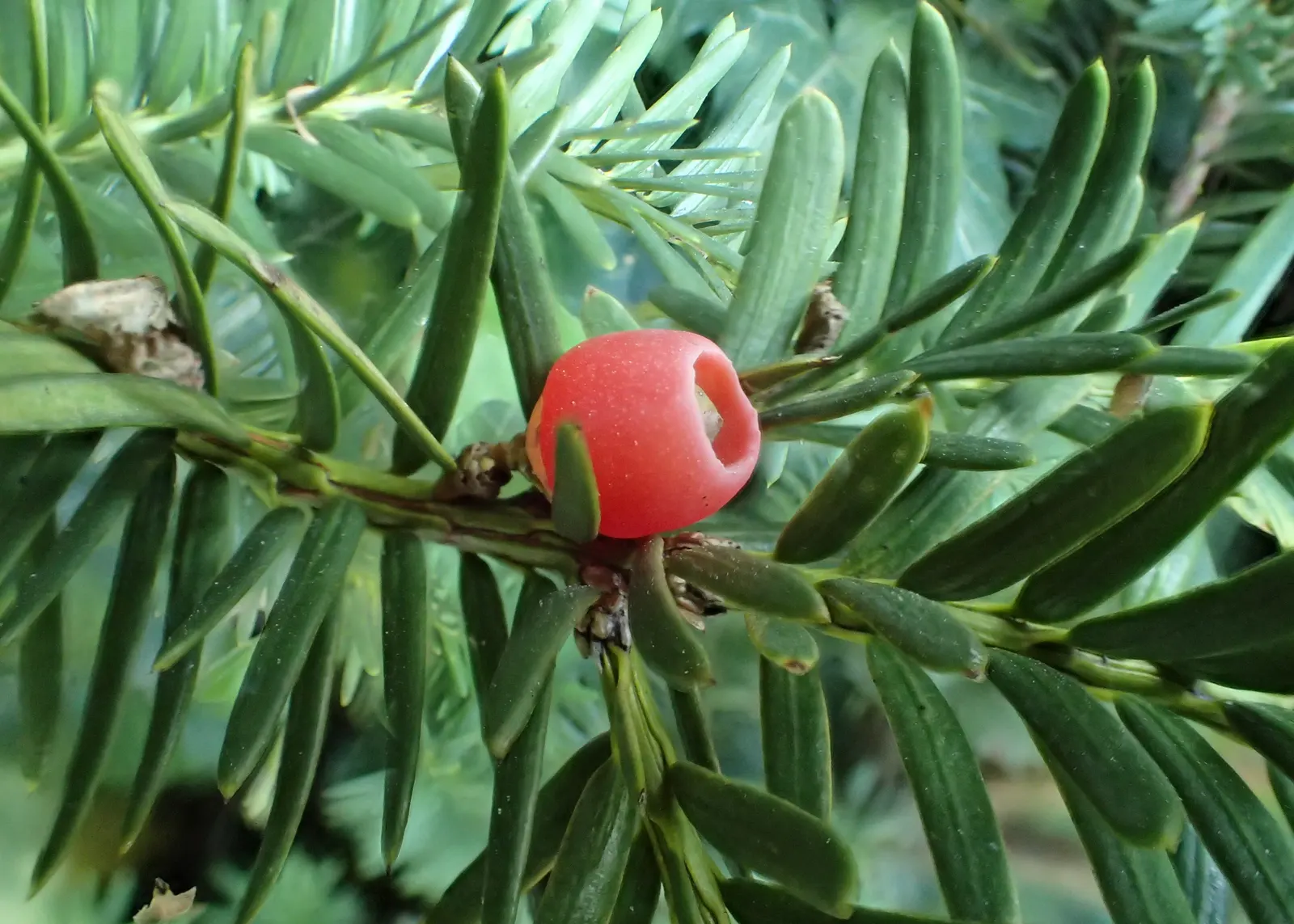 Upright Yew (Taxus X Media) — The Upright Yew (Taxus x media) is a dense; renowned for its dark green