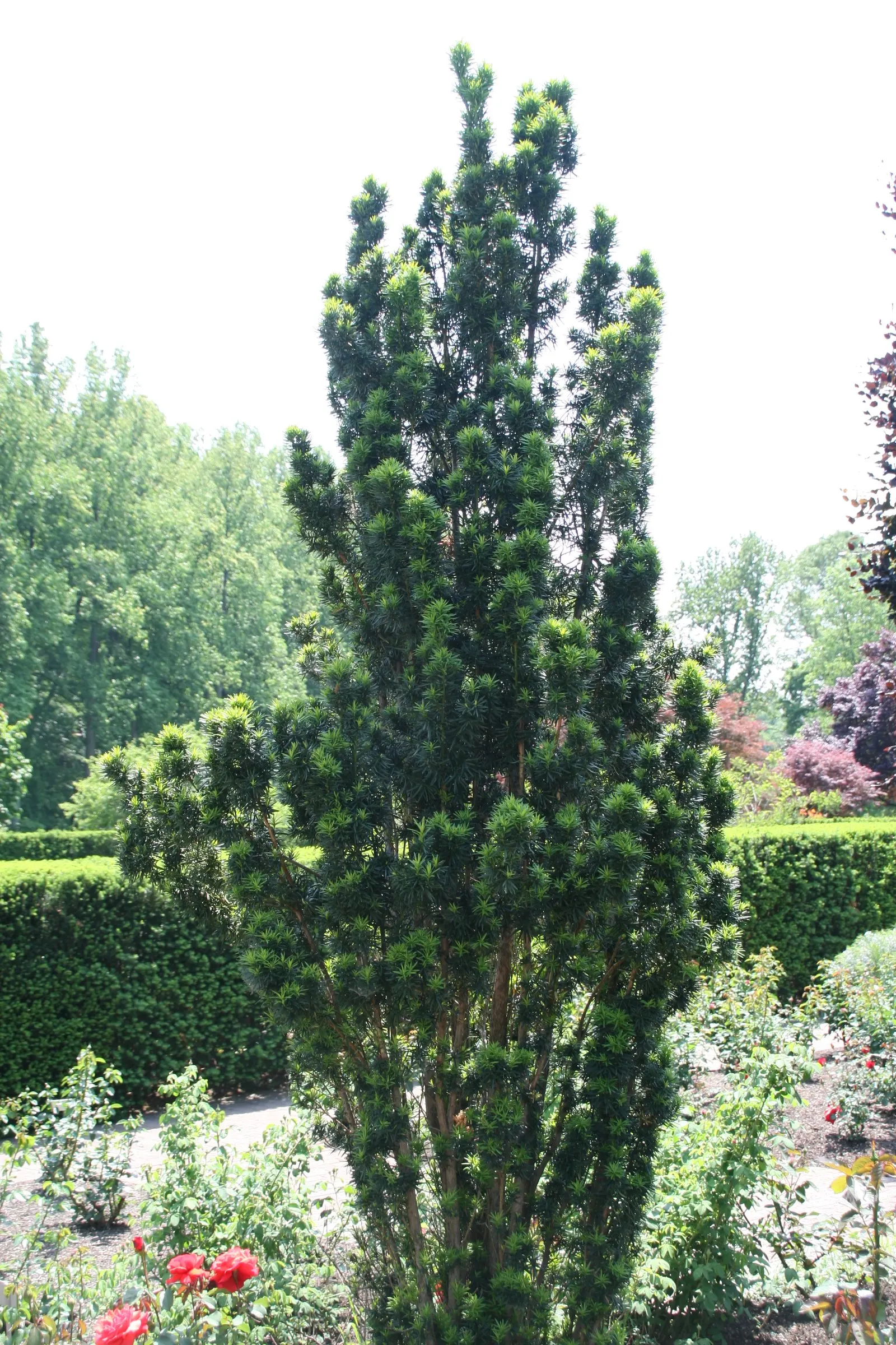 Upright Yew (Taxus X Media) — columnar to conical growth habit and lustrous dark green needles; showing resilience in cold weather and adaptability to a range