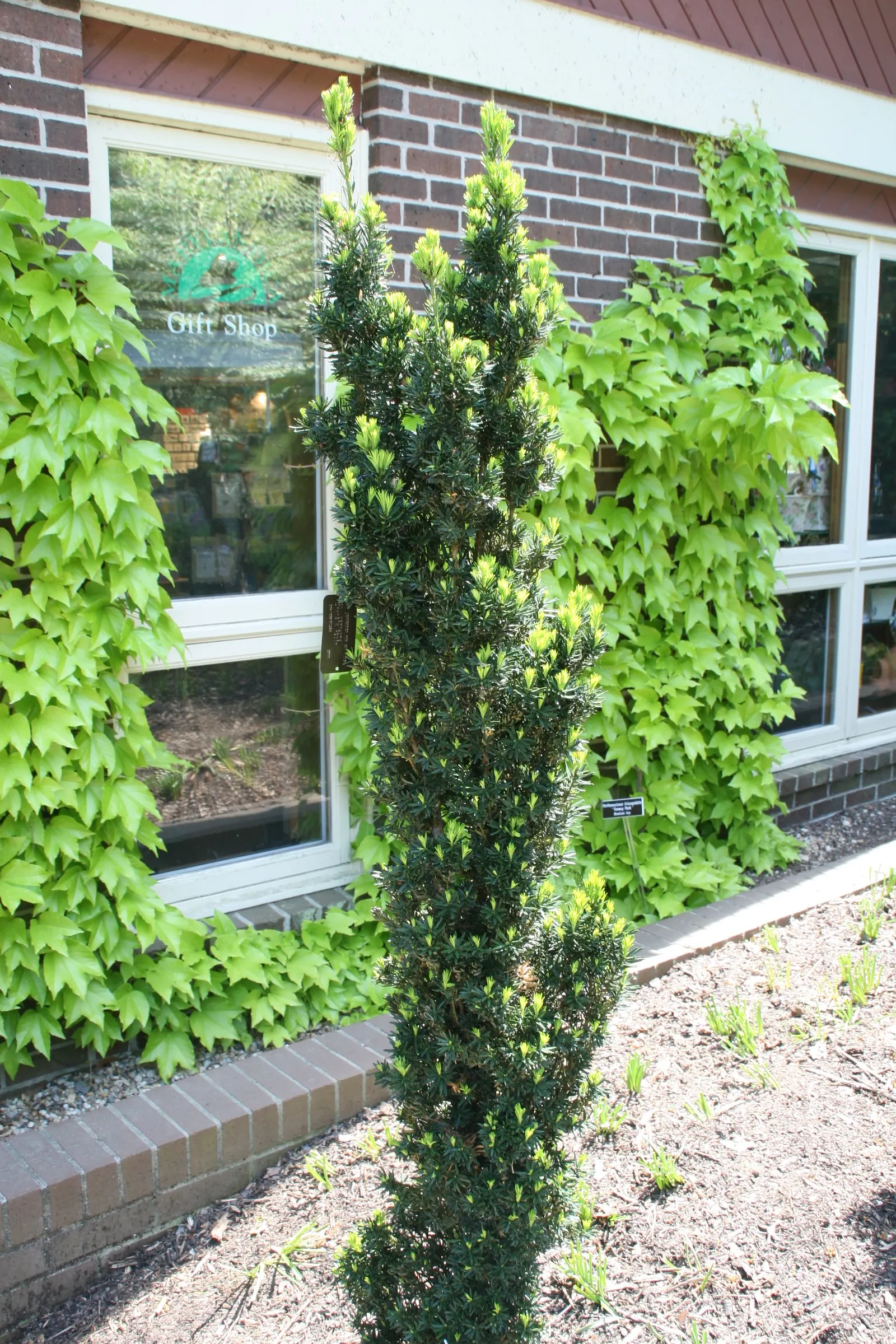 Upright Yew (Taxus X Media) — and prefers partial to full sun; reaching 10-20 feet in height and 4-6 feet in width